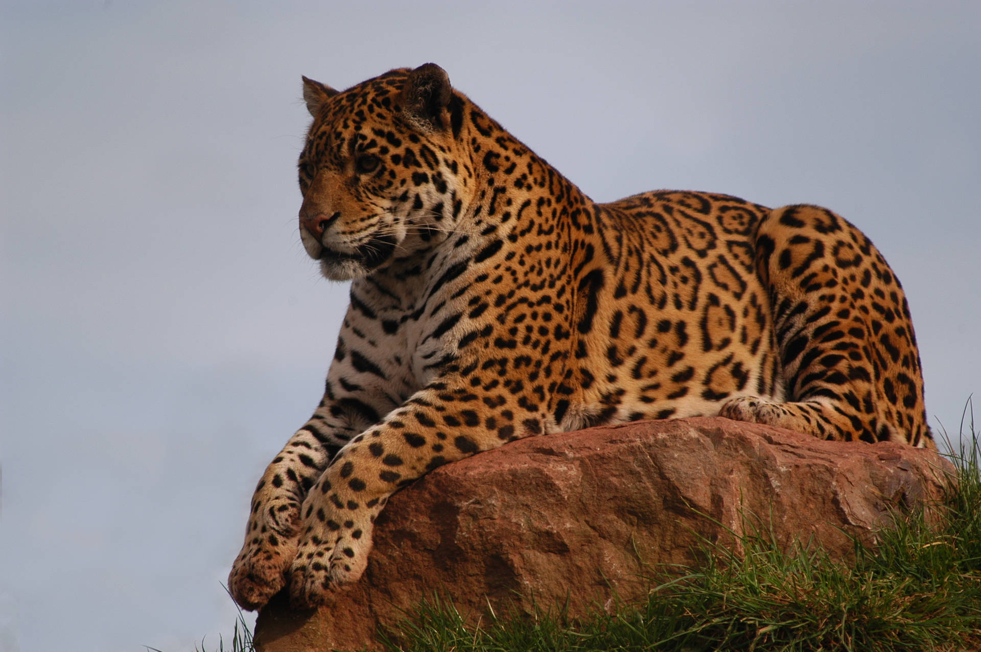 Jaguar On Cliff