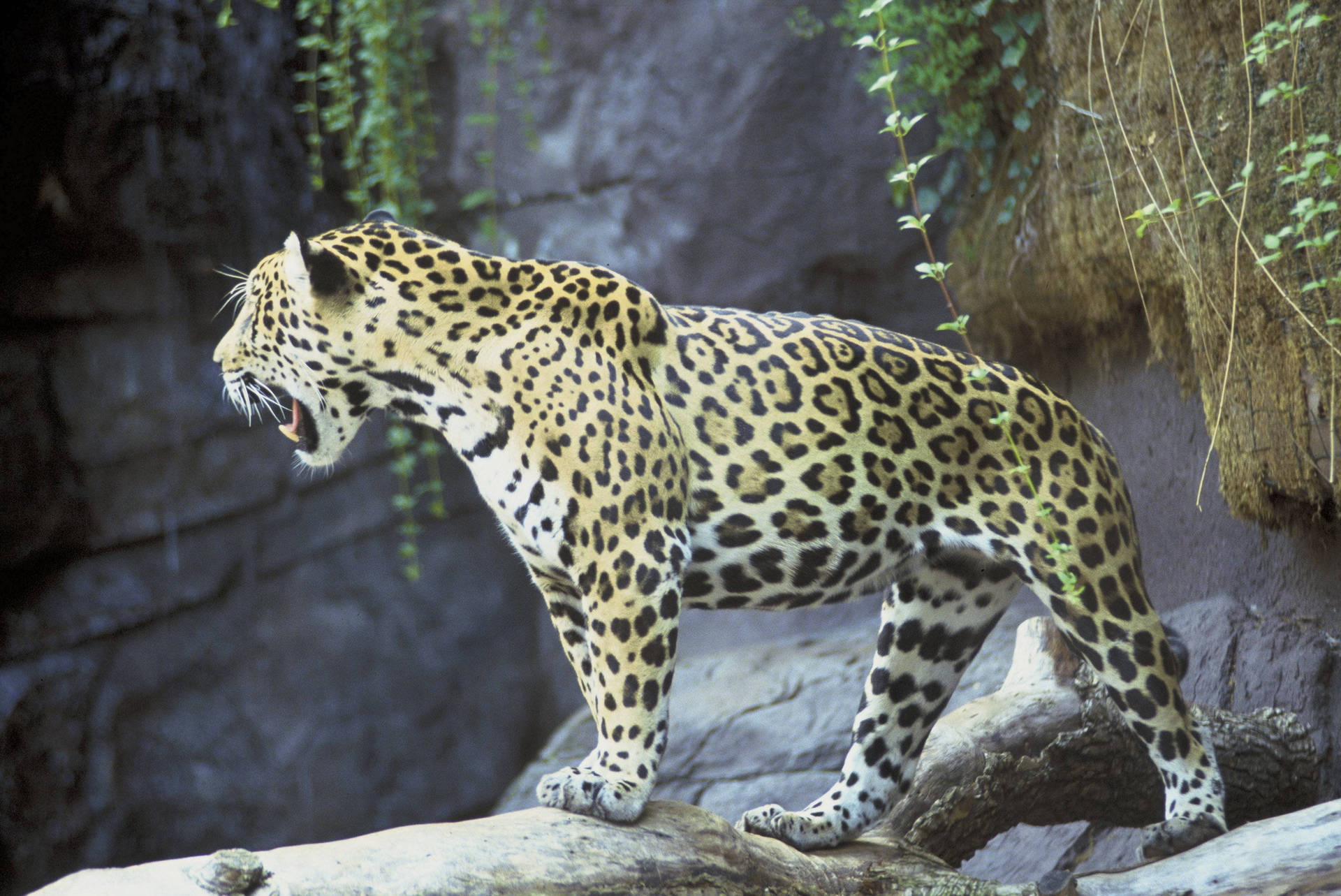 Jaguar Standing On Rock Background