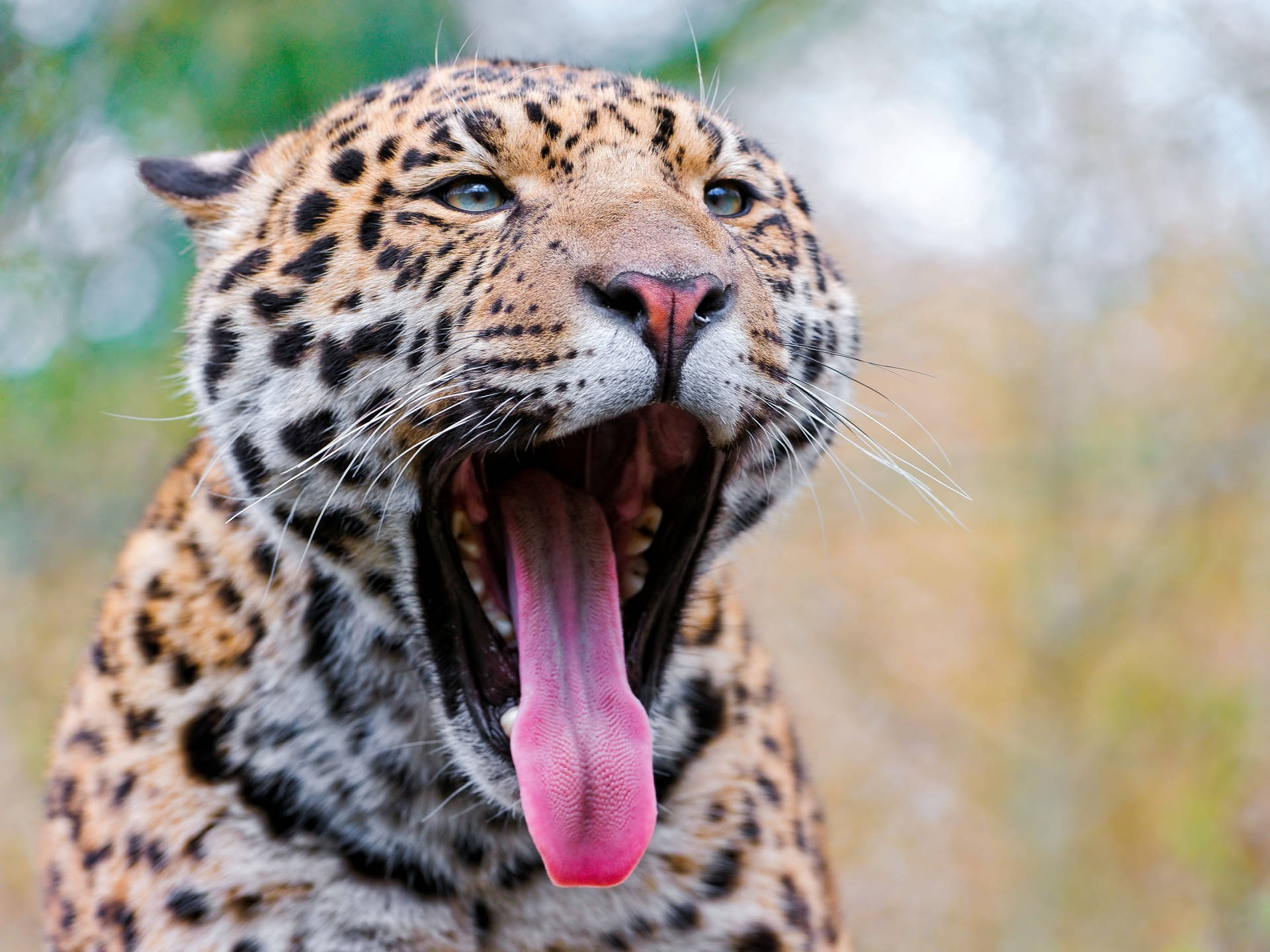 Jaguar Yawn Shot