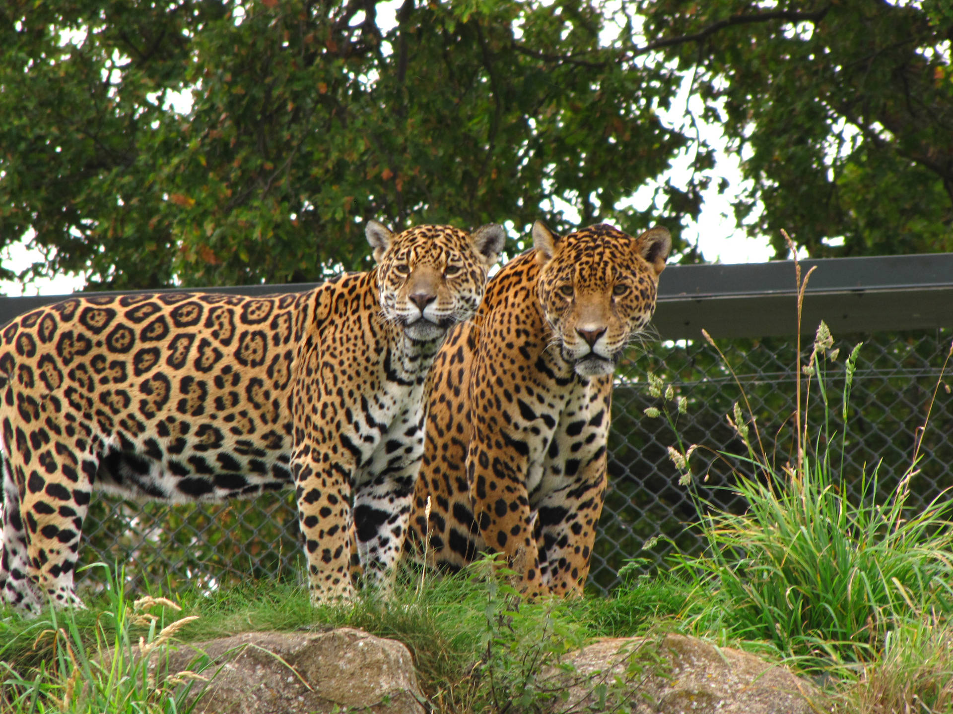Jaguars At Chester Zoo Background