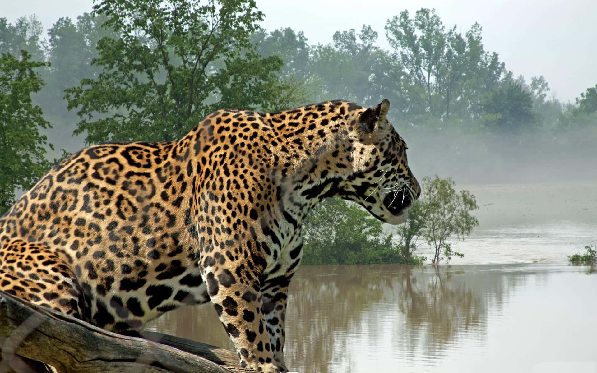 Jaguars In Paramaribo Suriname Background