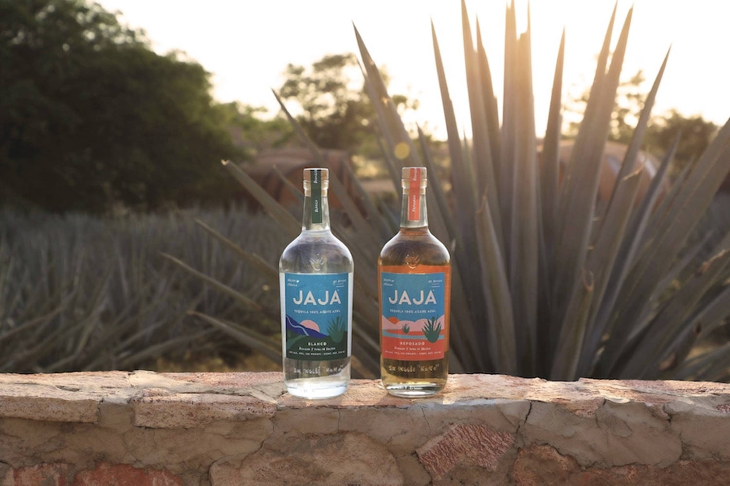 Jaja Tequilla On Agave Field Background