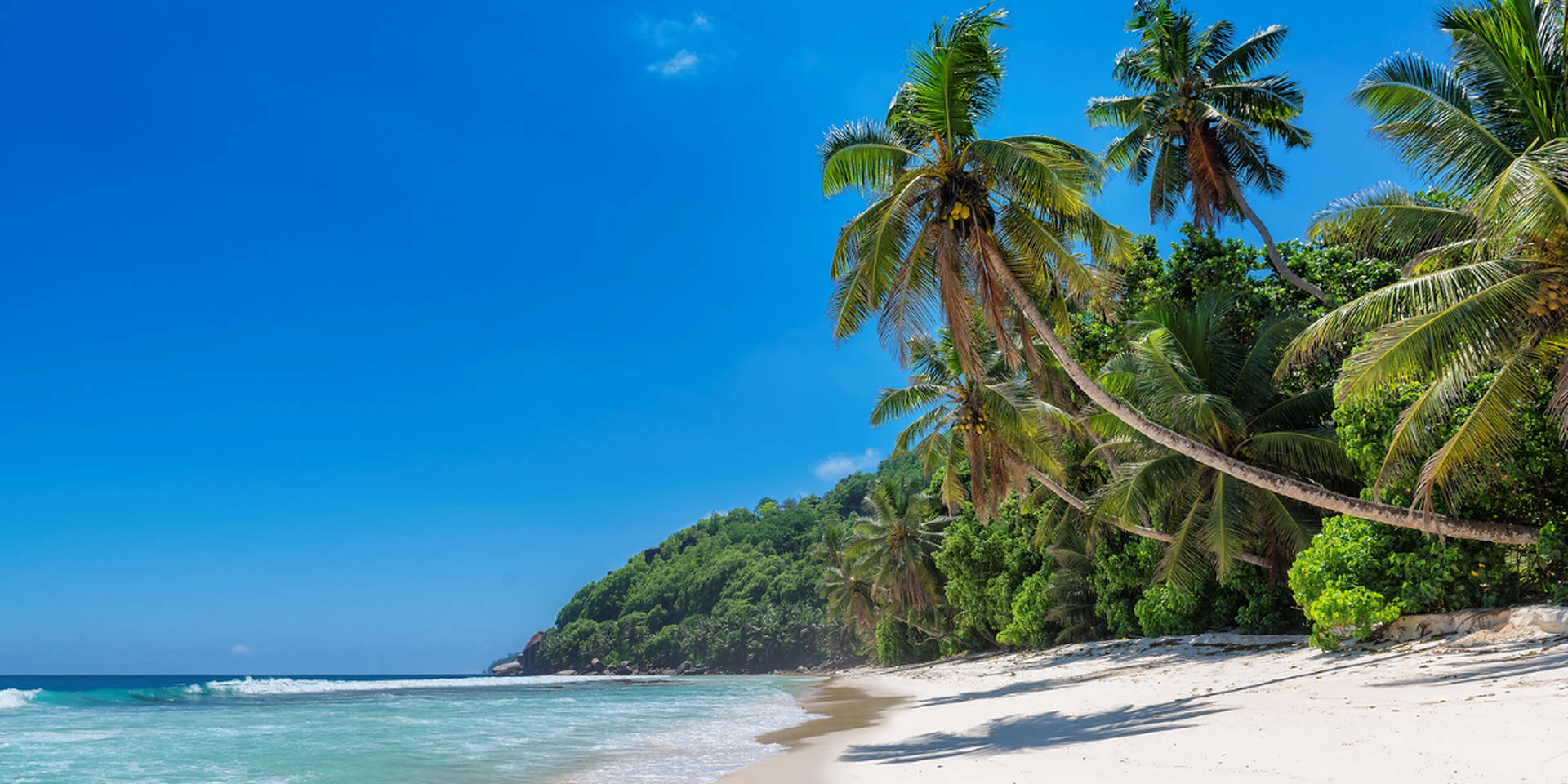Jamaica Beach Palm Trees Background