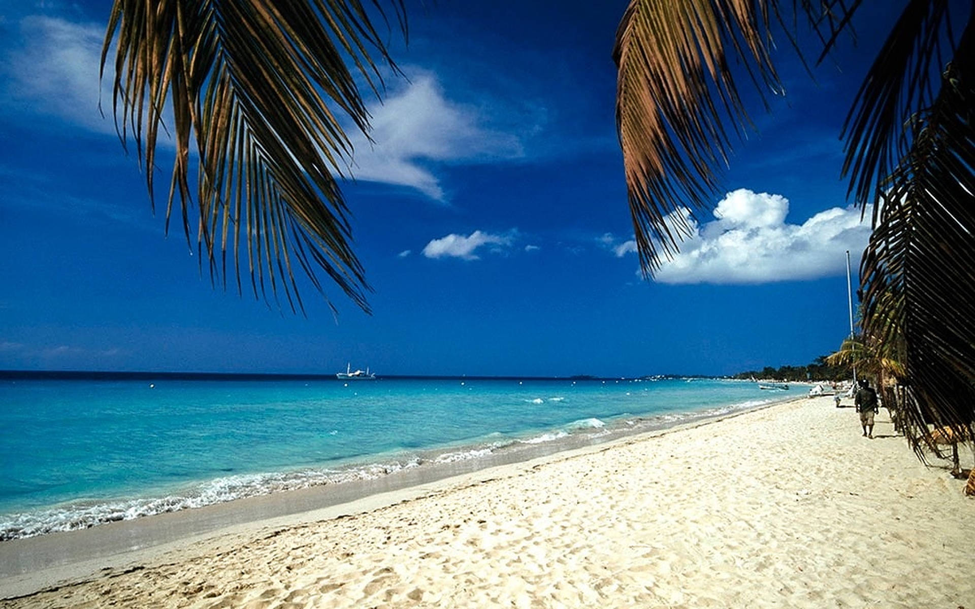 Jamaica Beach Palm Trees