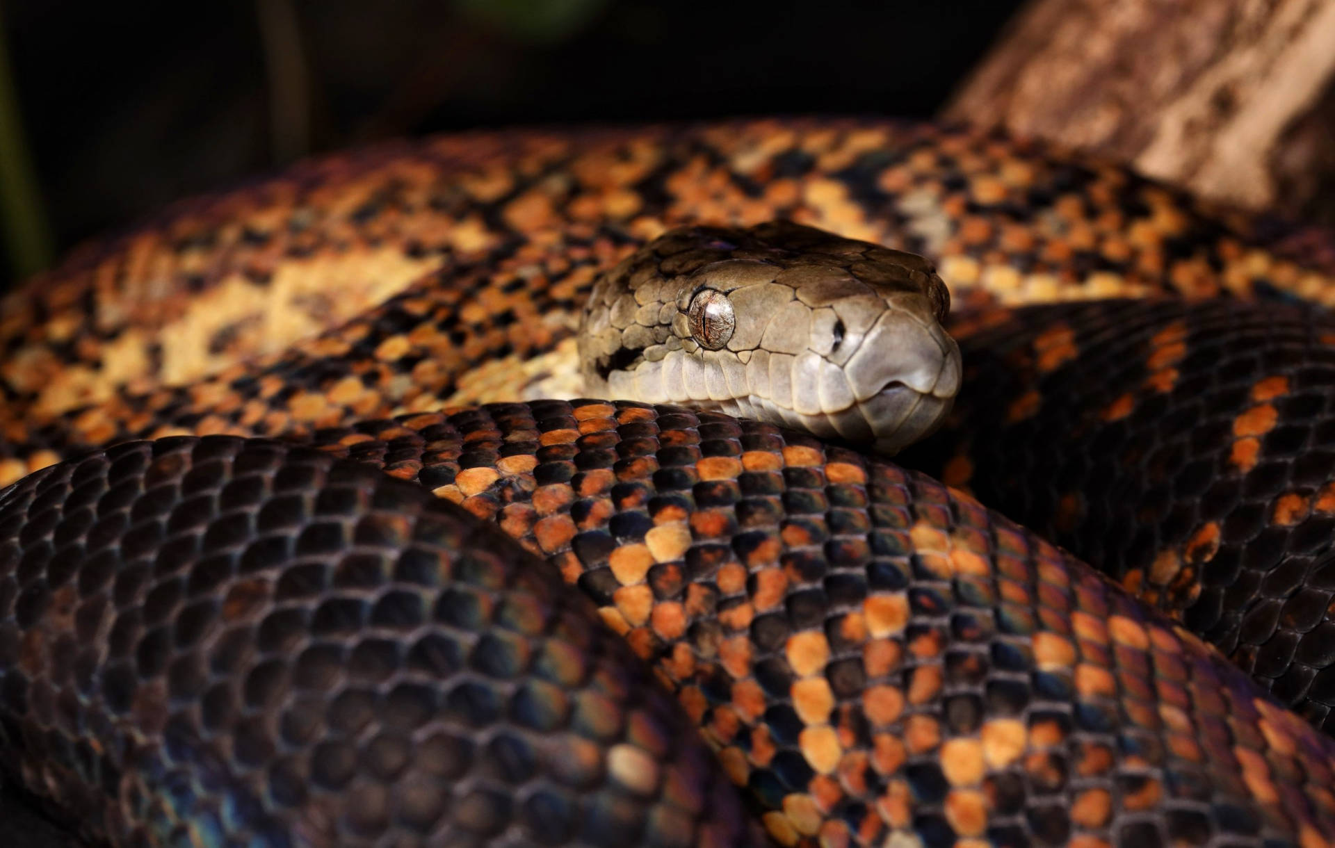 Jamaican Boa Snake Background