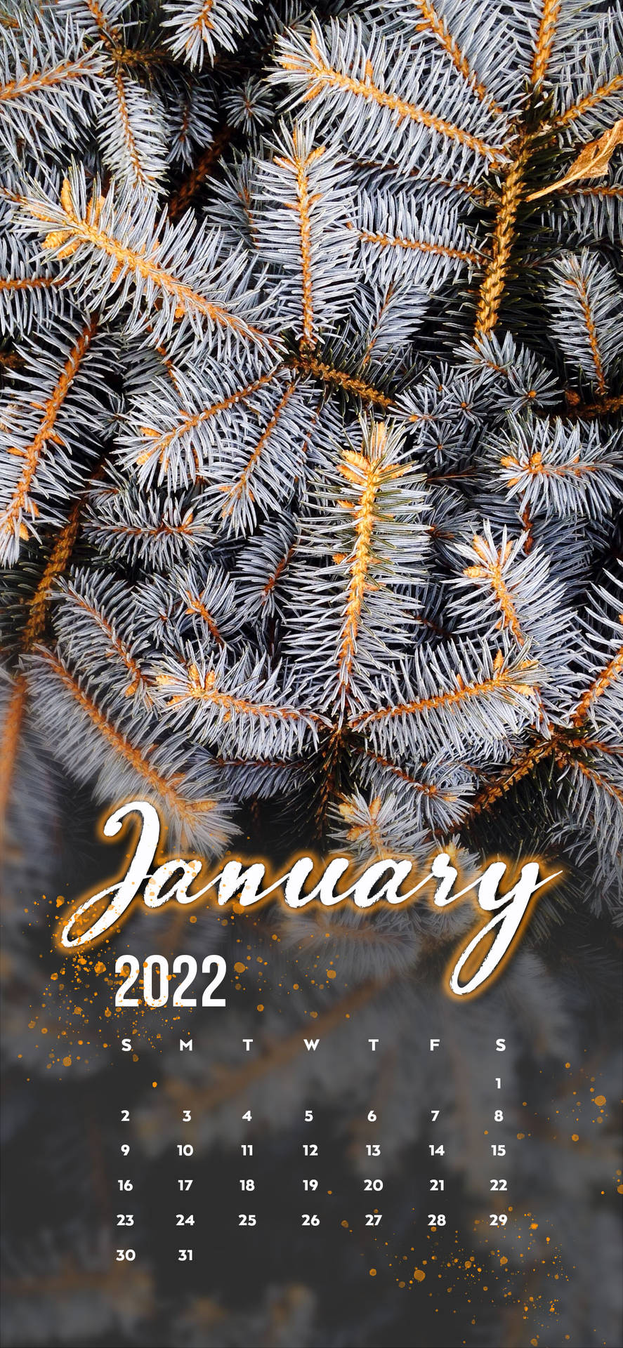 January 2022 White Pine Tree Background