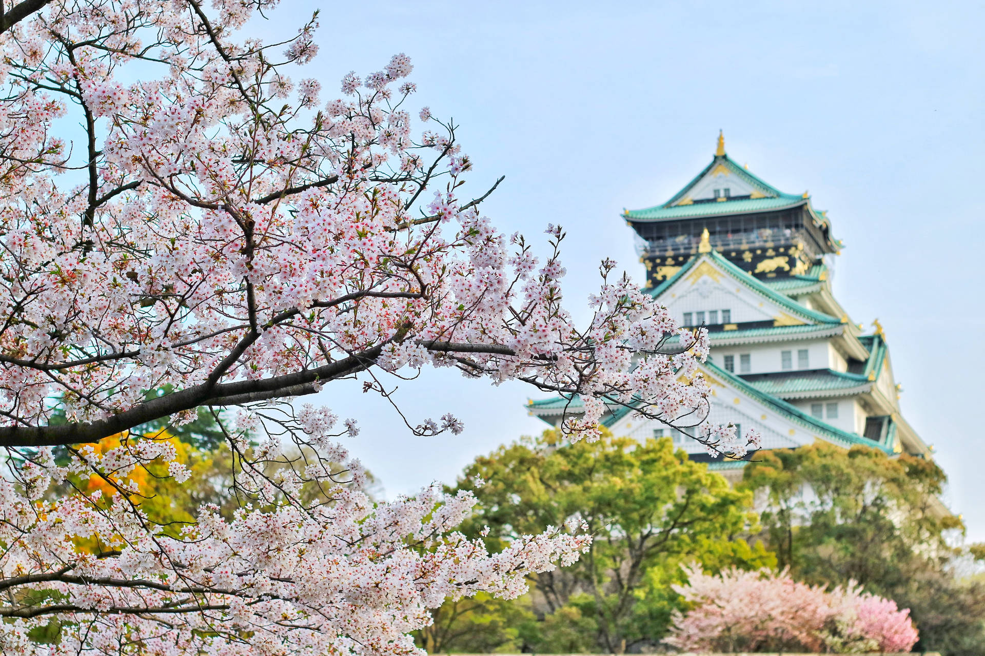 Japan 4k Cherry Blossom Castle