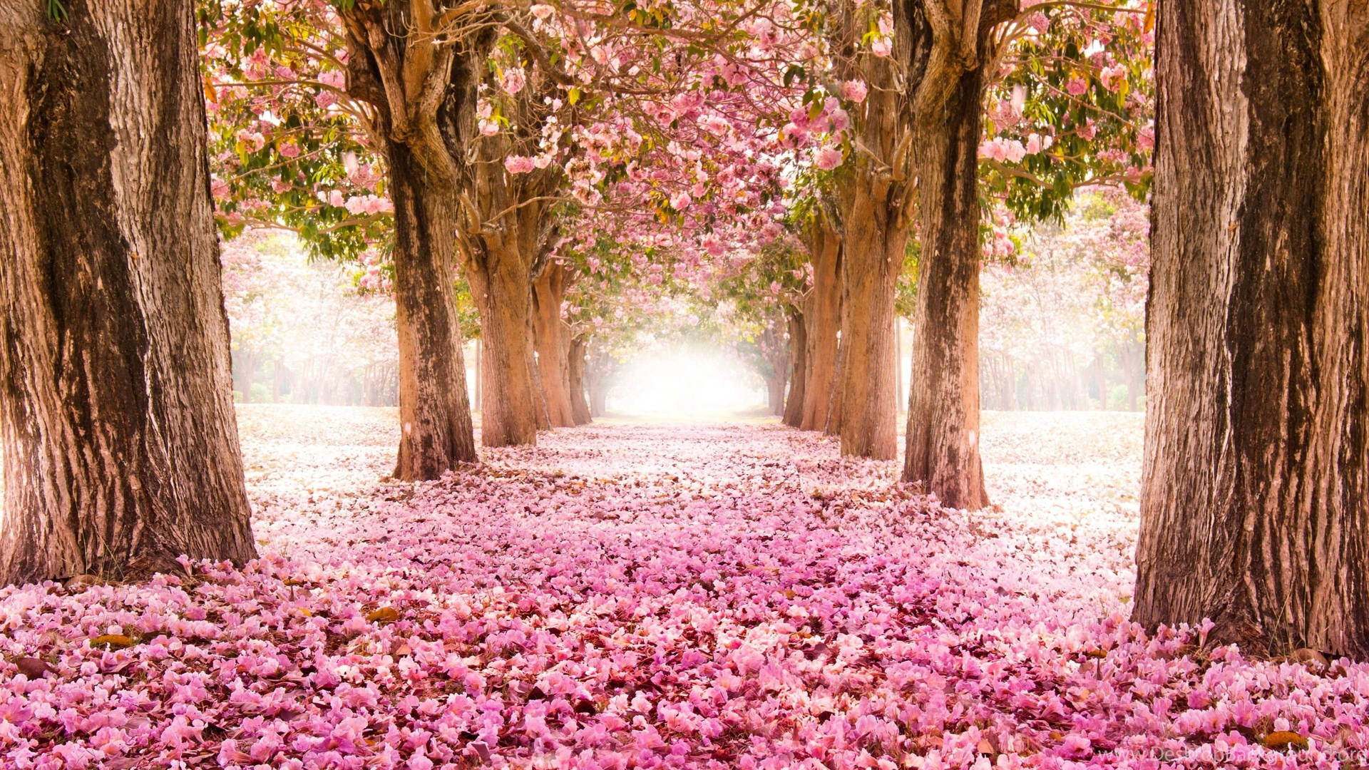 Japan Beautiful Sakura Trees Background