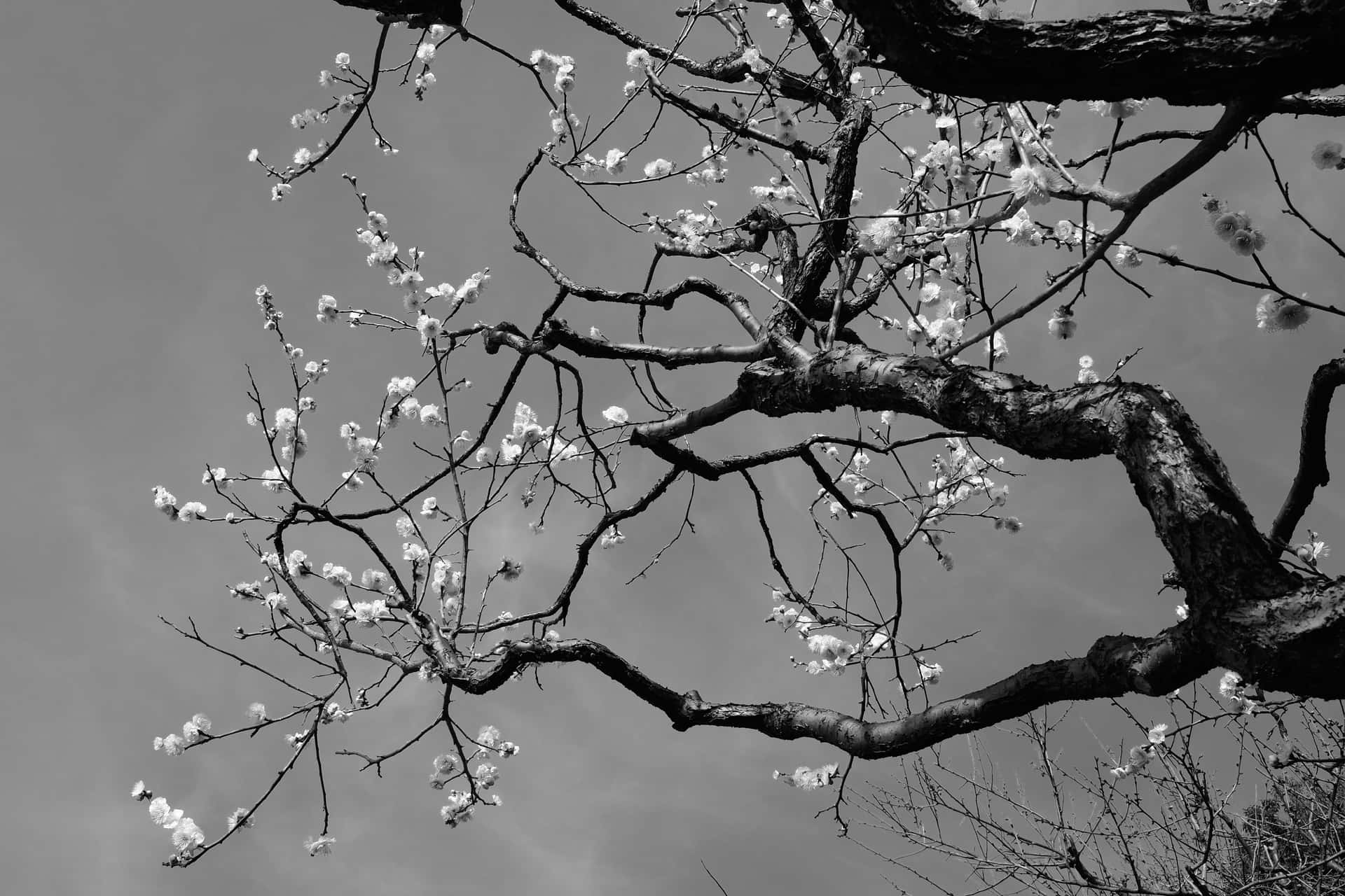 Japan Black And White Sakura Tree Background