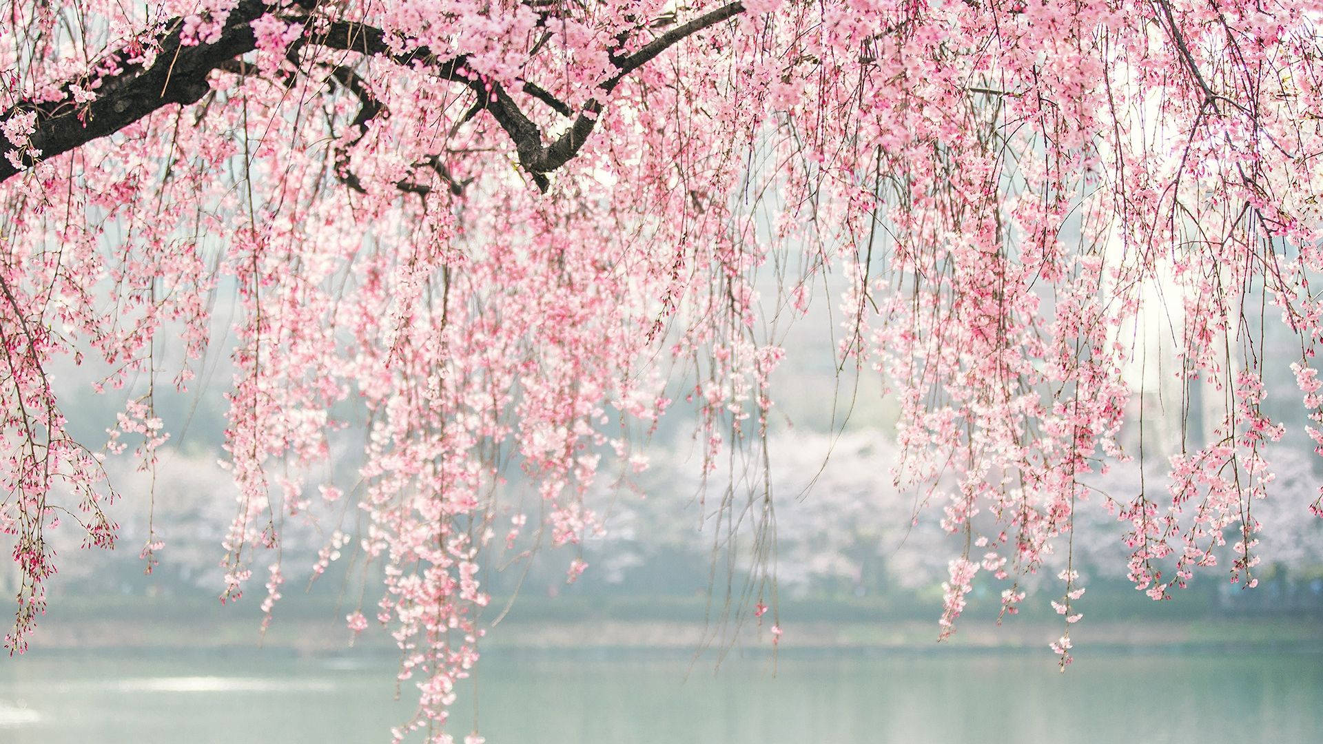 Japan Cherry Blossom And River Background