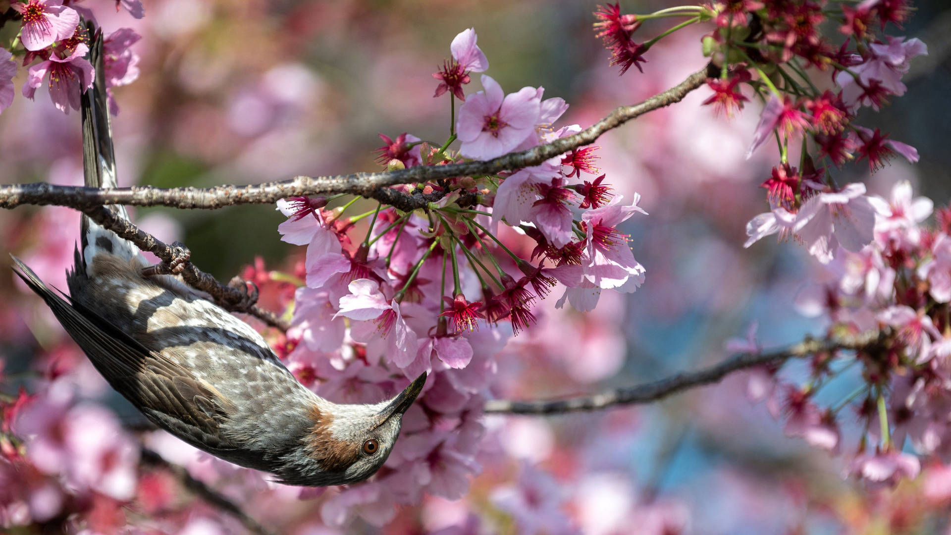 Japan Cherry Blossom Brown Bulbul Bird Background