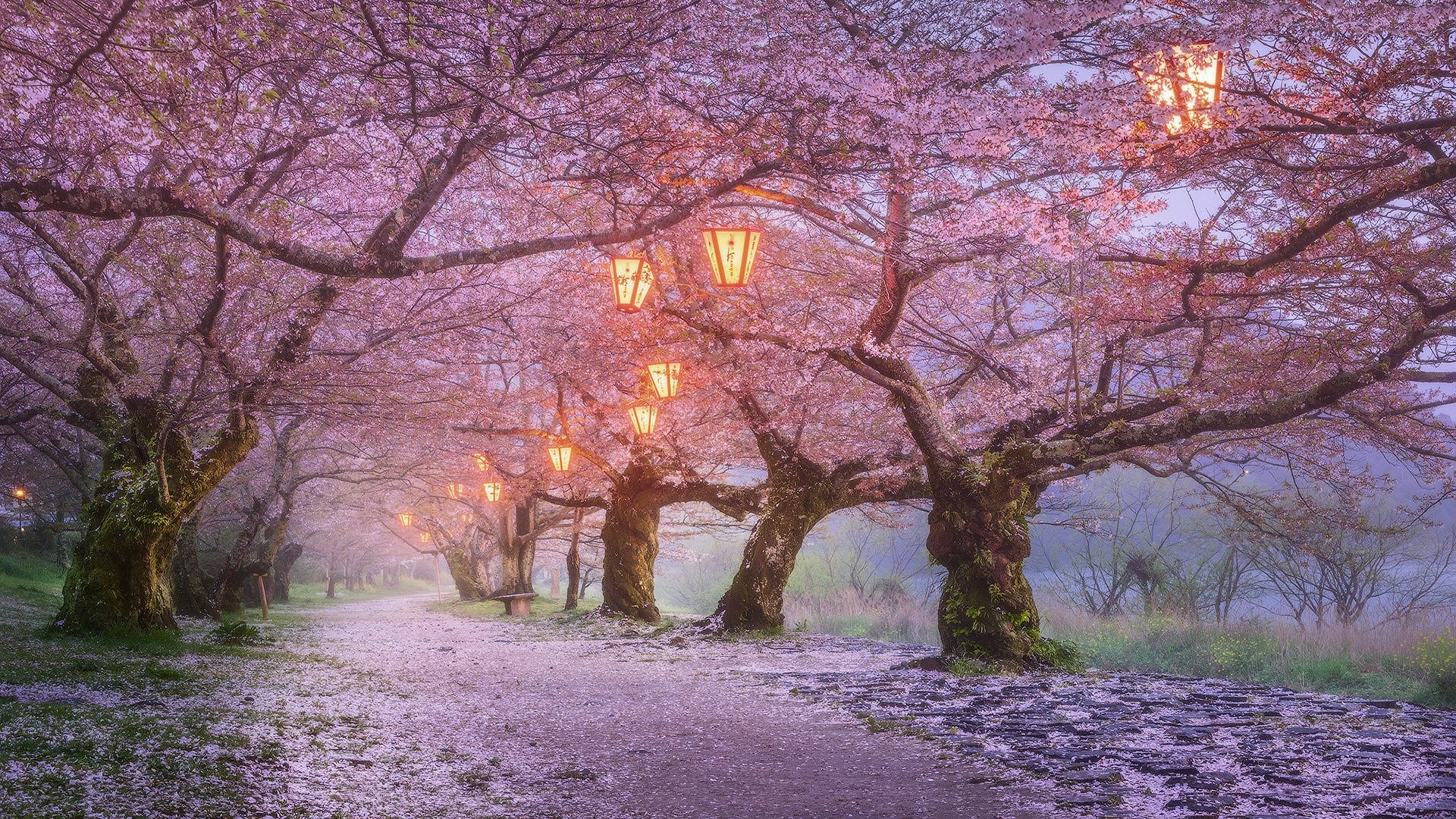 Japan Cherry Blossom Foggy Night Lanterns Background