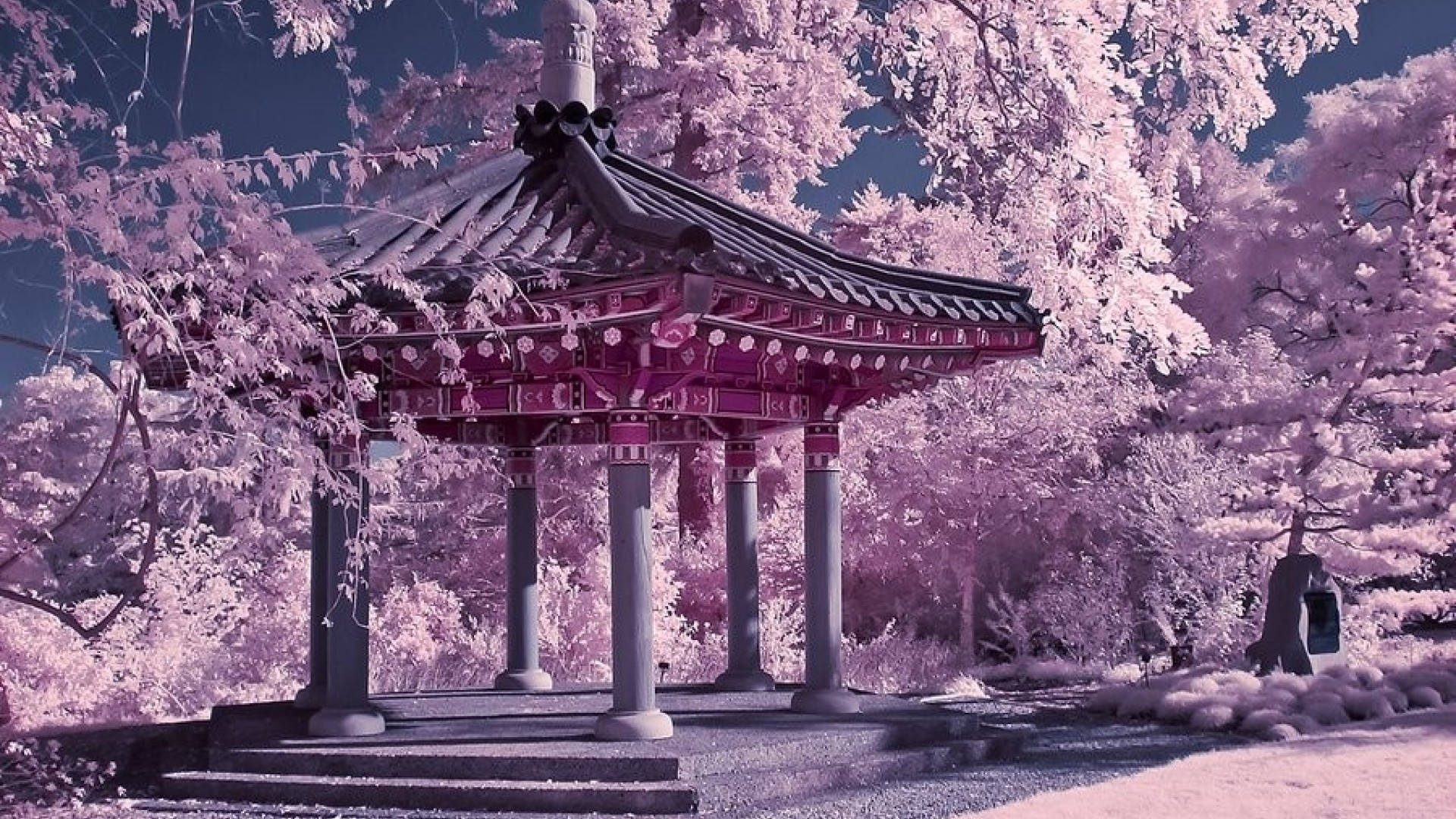 Japan Cherry Blossom Gazebo Park Background