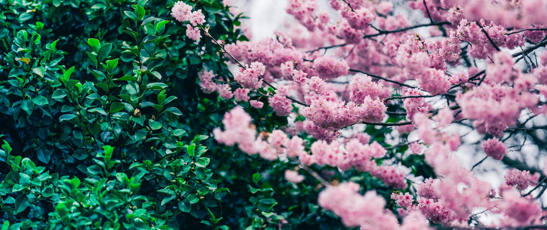 Japan Cherry Blossom Green Bush Background