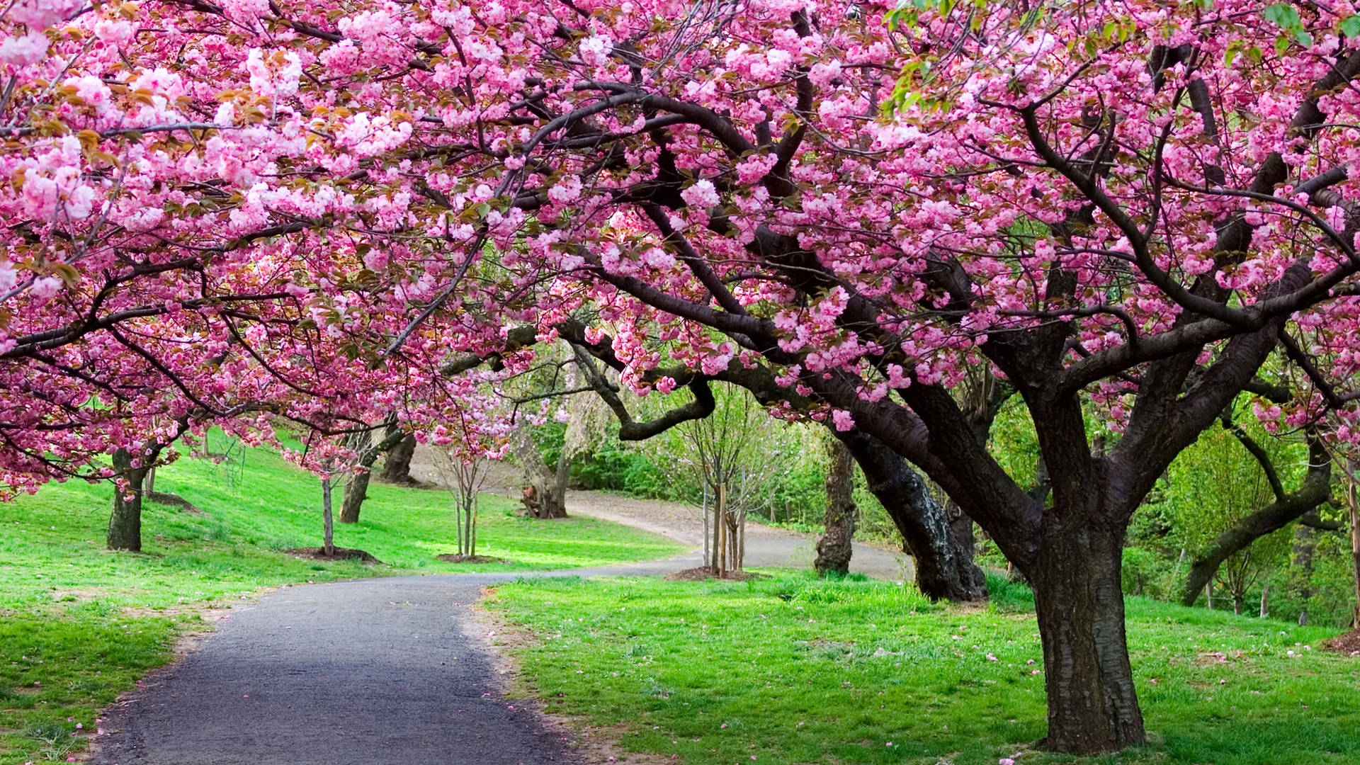 Japan Cherry Blossom Green Park Background