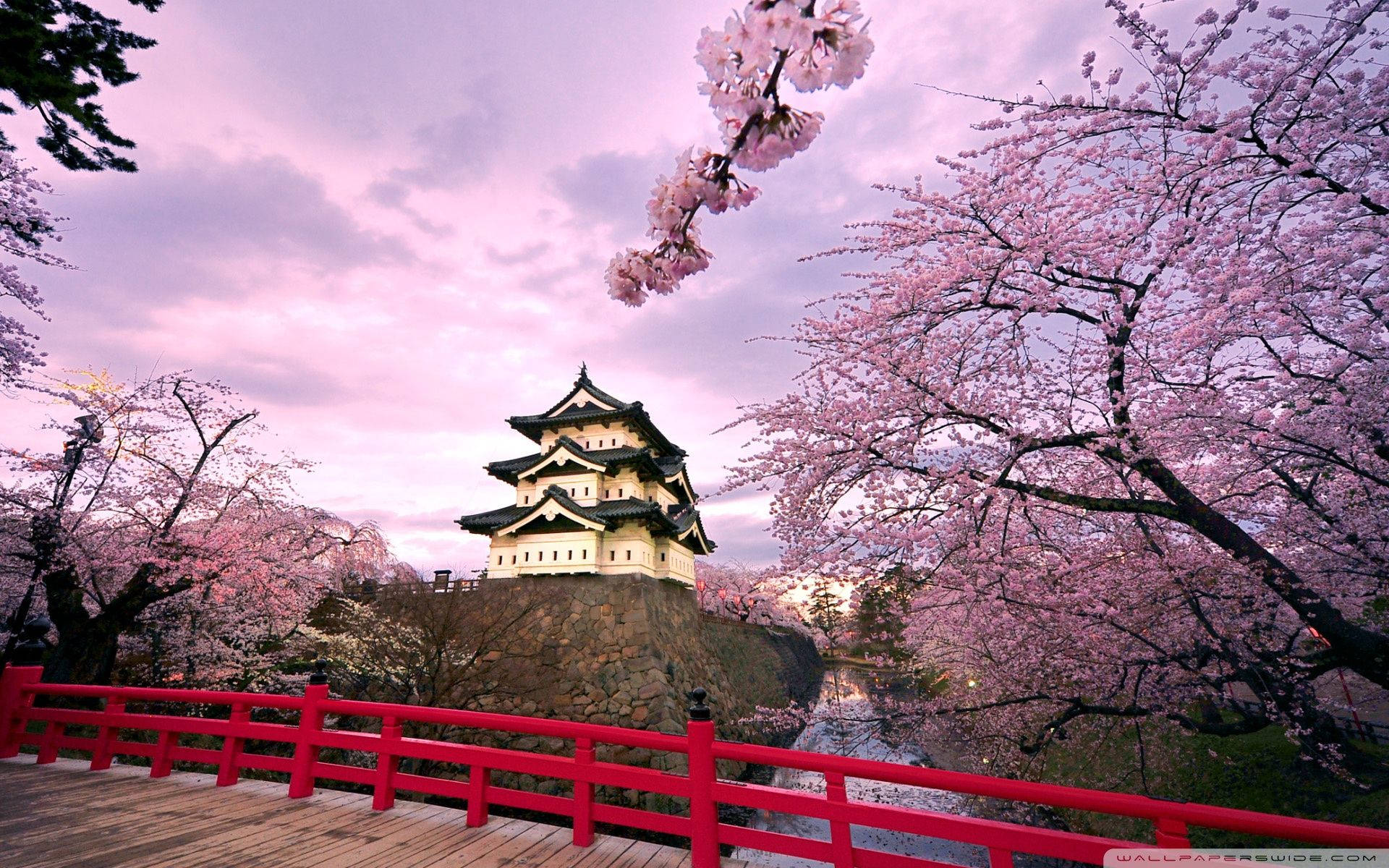 Japan Cherry Blossom Hirosaki Castle Background