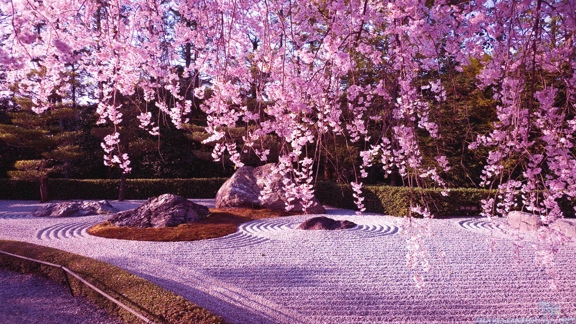 Japan Cherry Blossom Pink Sand Park Background