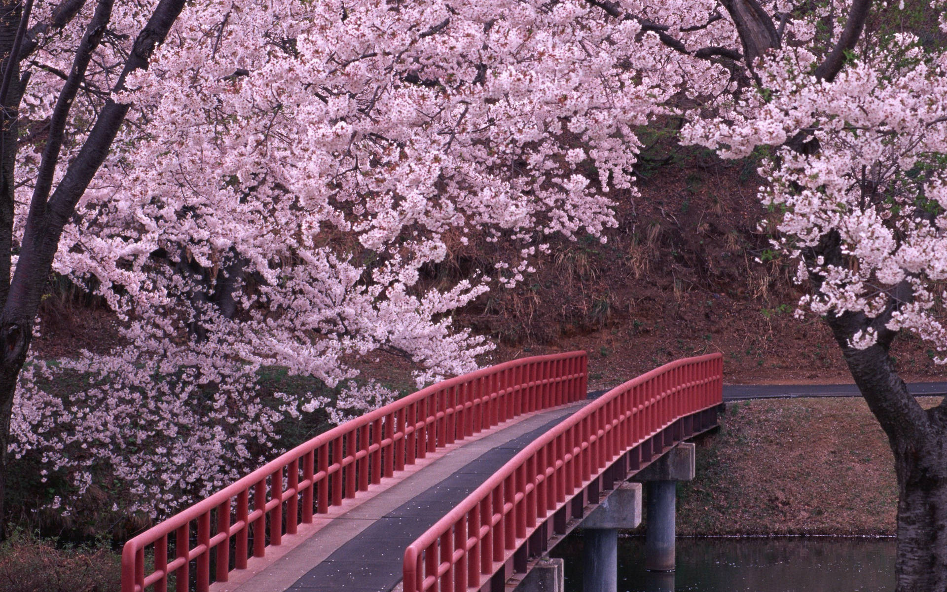 Japan Cherry Blossom Red Bridge Background