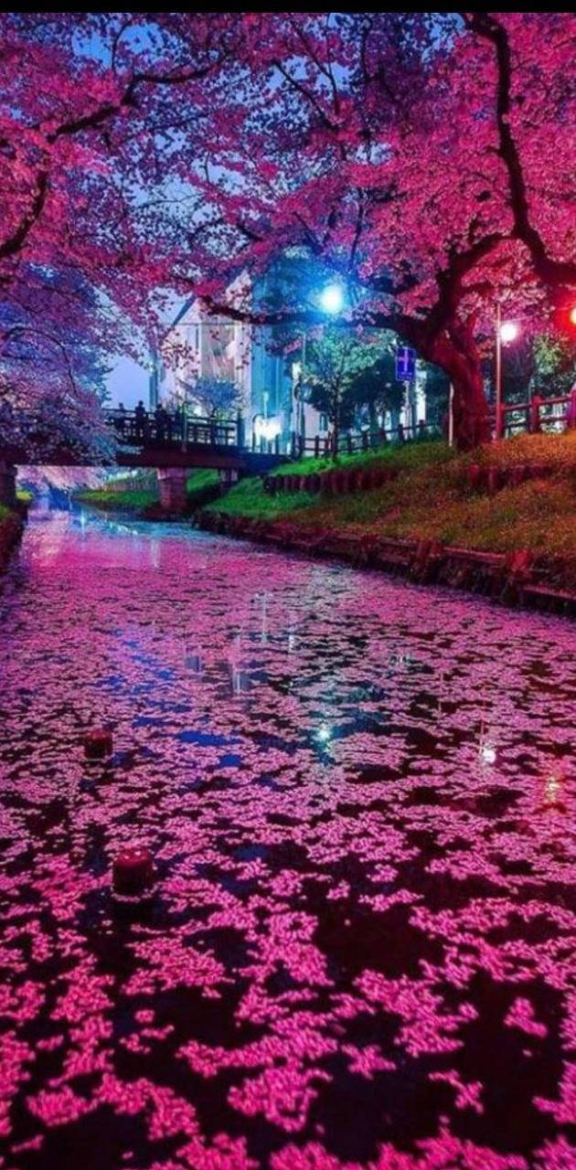 Japan Cherry Blossom River Phone Background