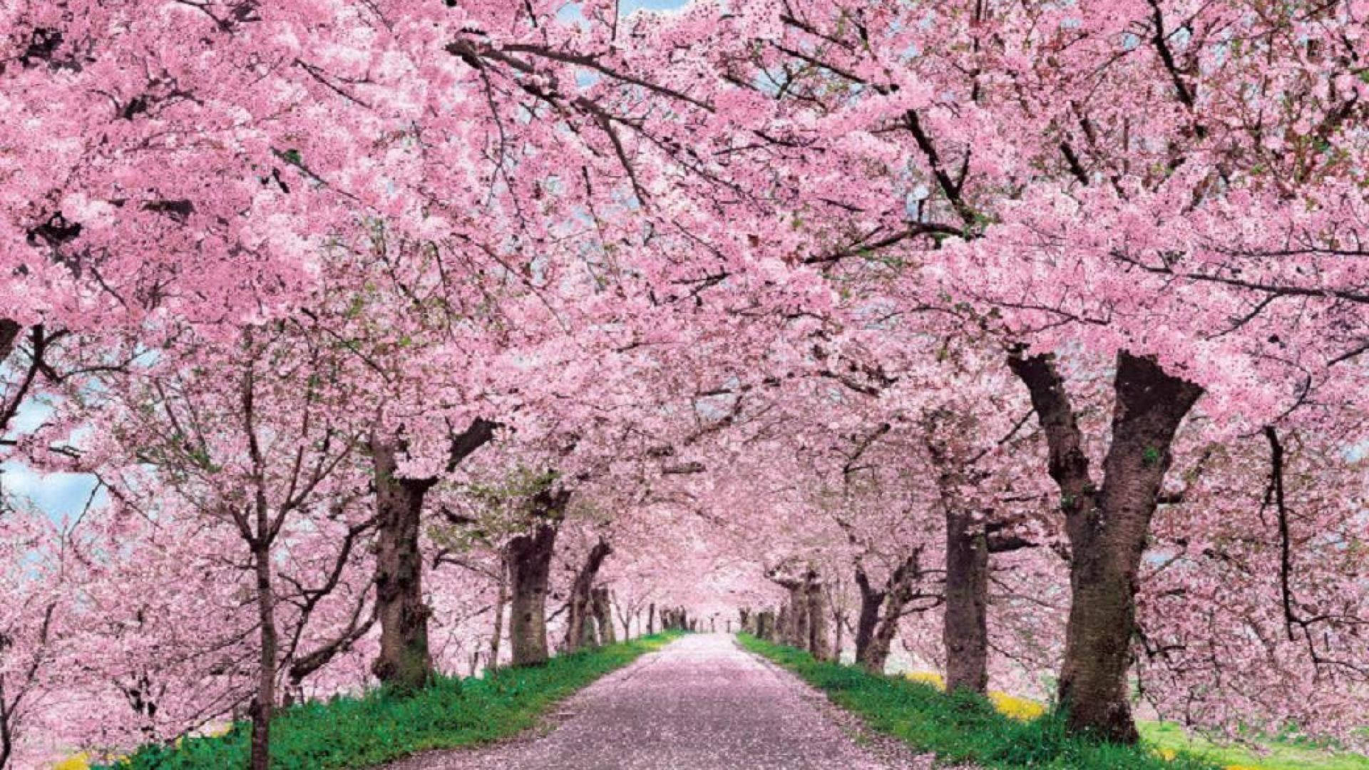 Japan Cherry Blossom Road Green Grass Background