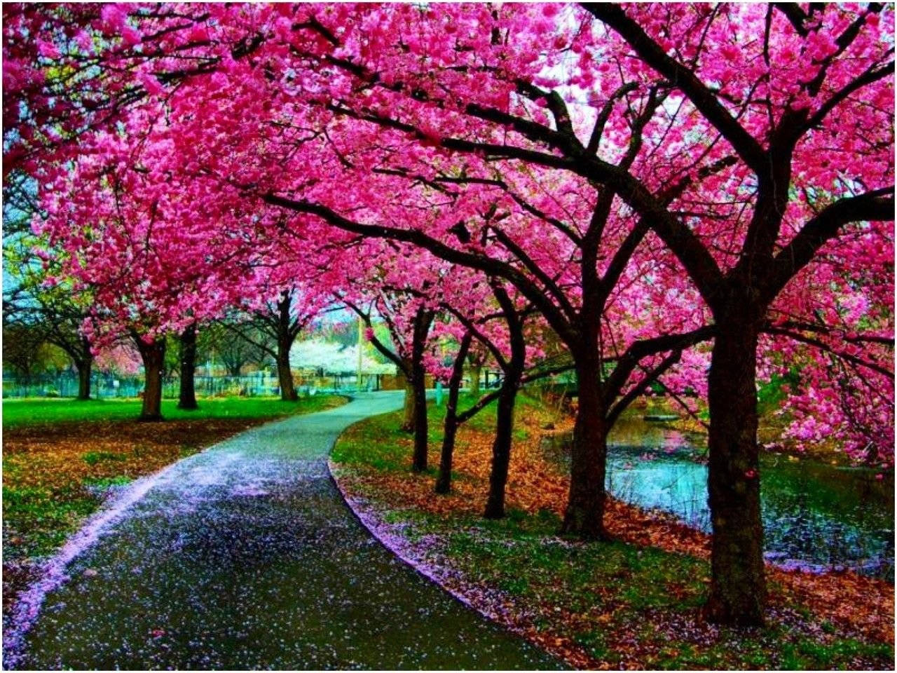 Japan Cherry Blossom Road Lake Background