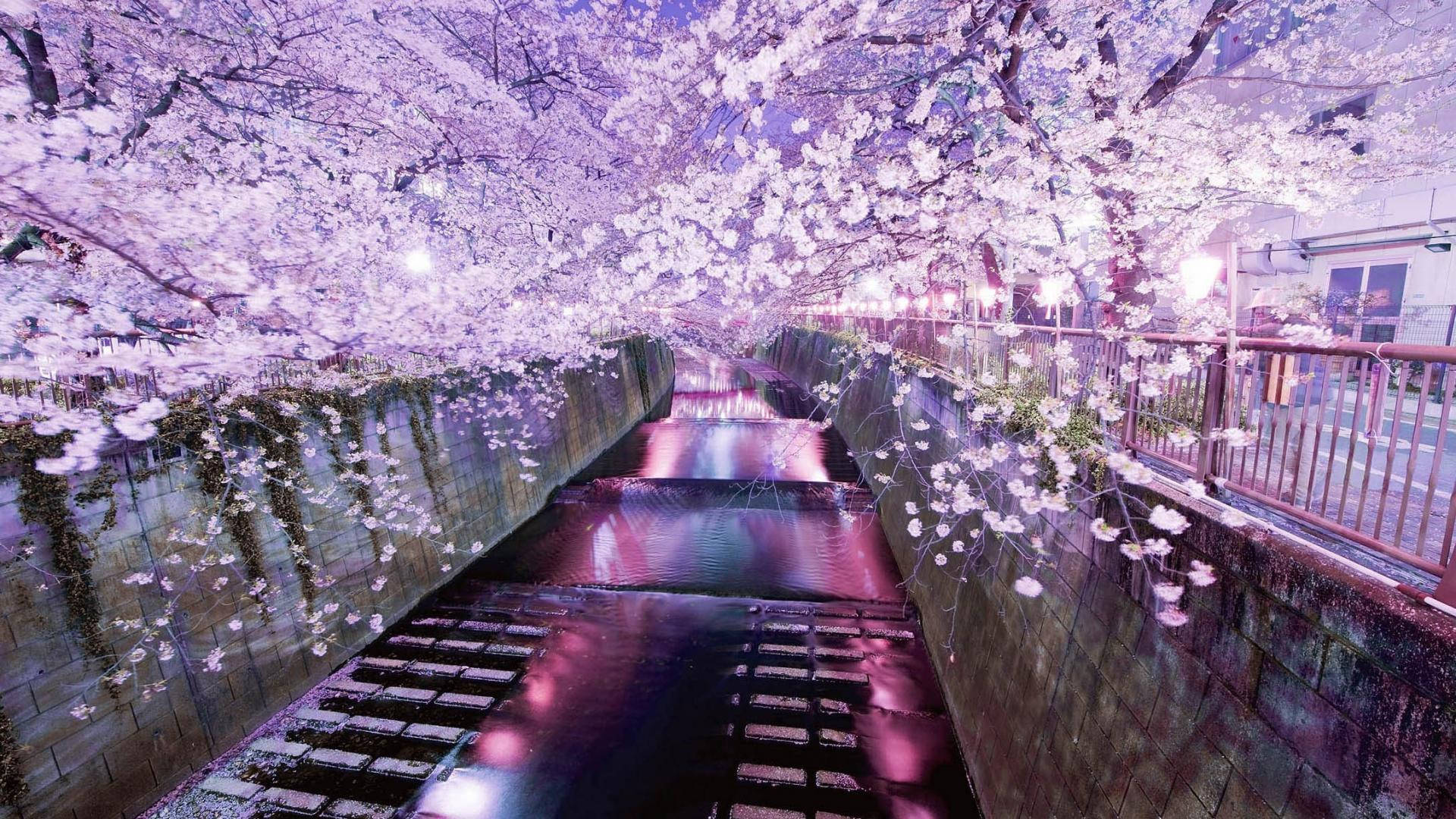 Japan Cherry Blossom Roadside River Background