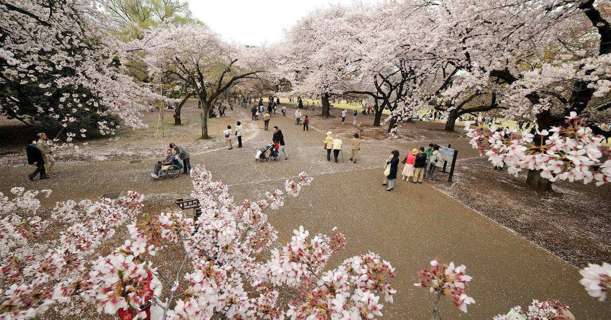 Japan Cherry Blossom Shinjuku National Garden Background