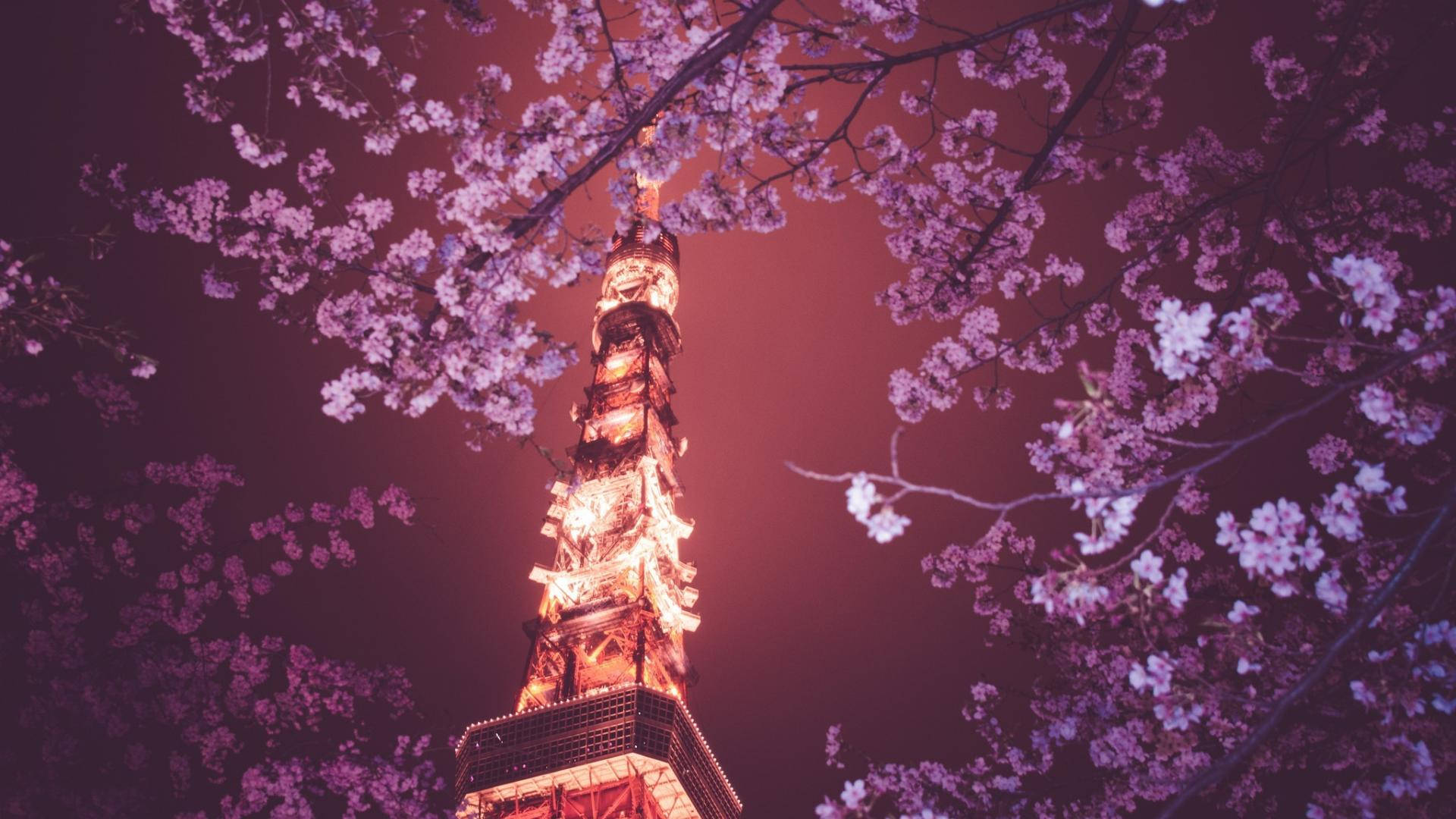 Japan Cherry Blossom Tokyo Tower Background