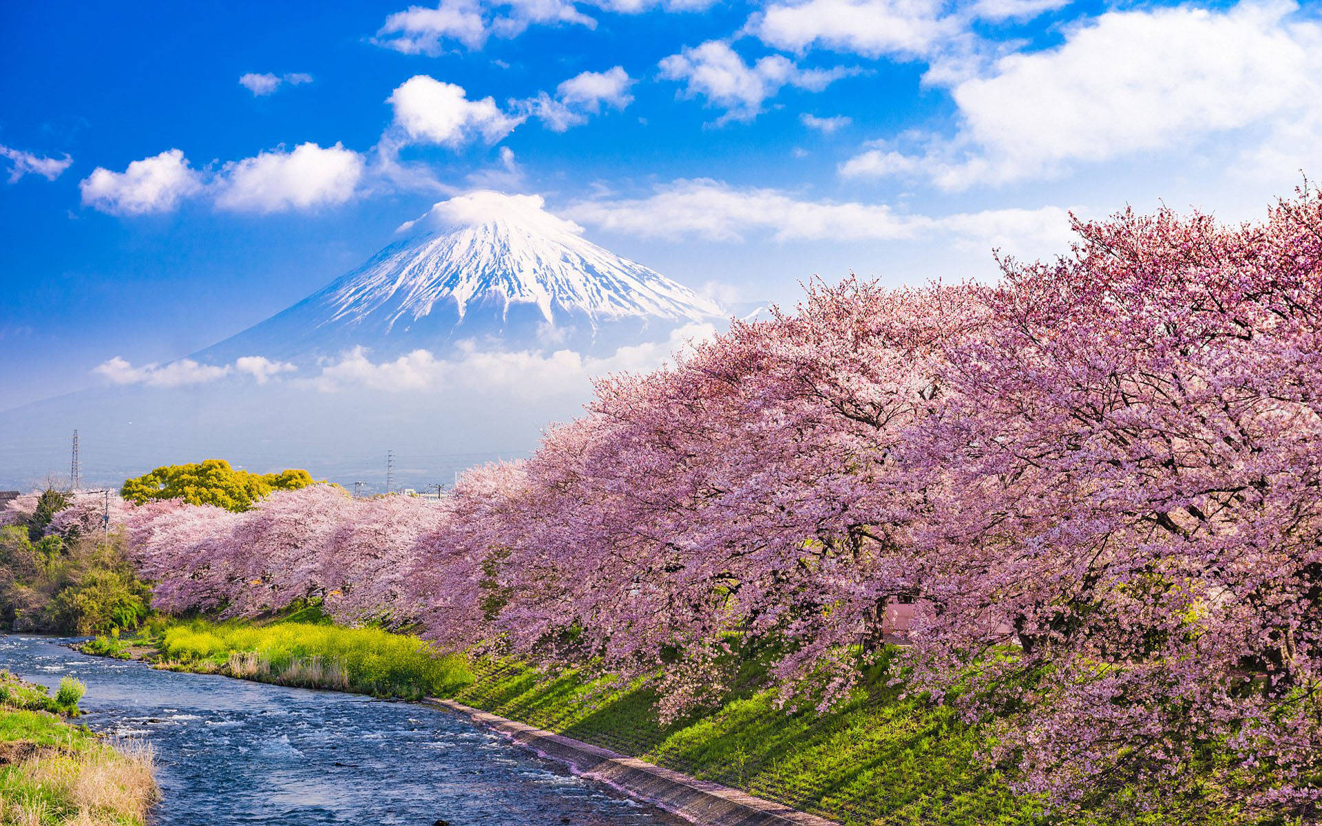 Japan Cherry Blossom Urui River Mount Fuji Background