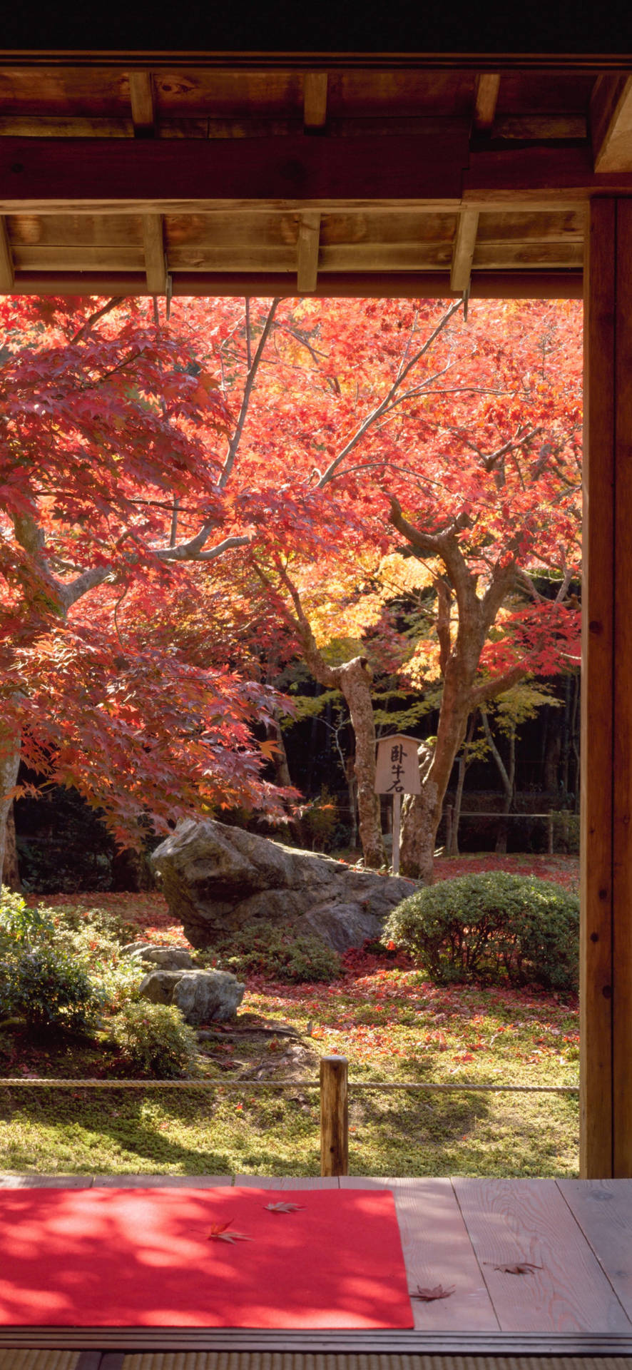 Japanese Aesthetic Iphone Sakura In House Garden