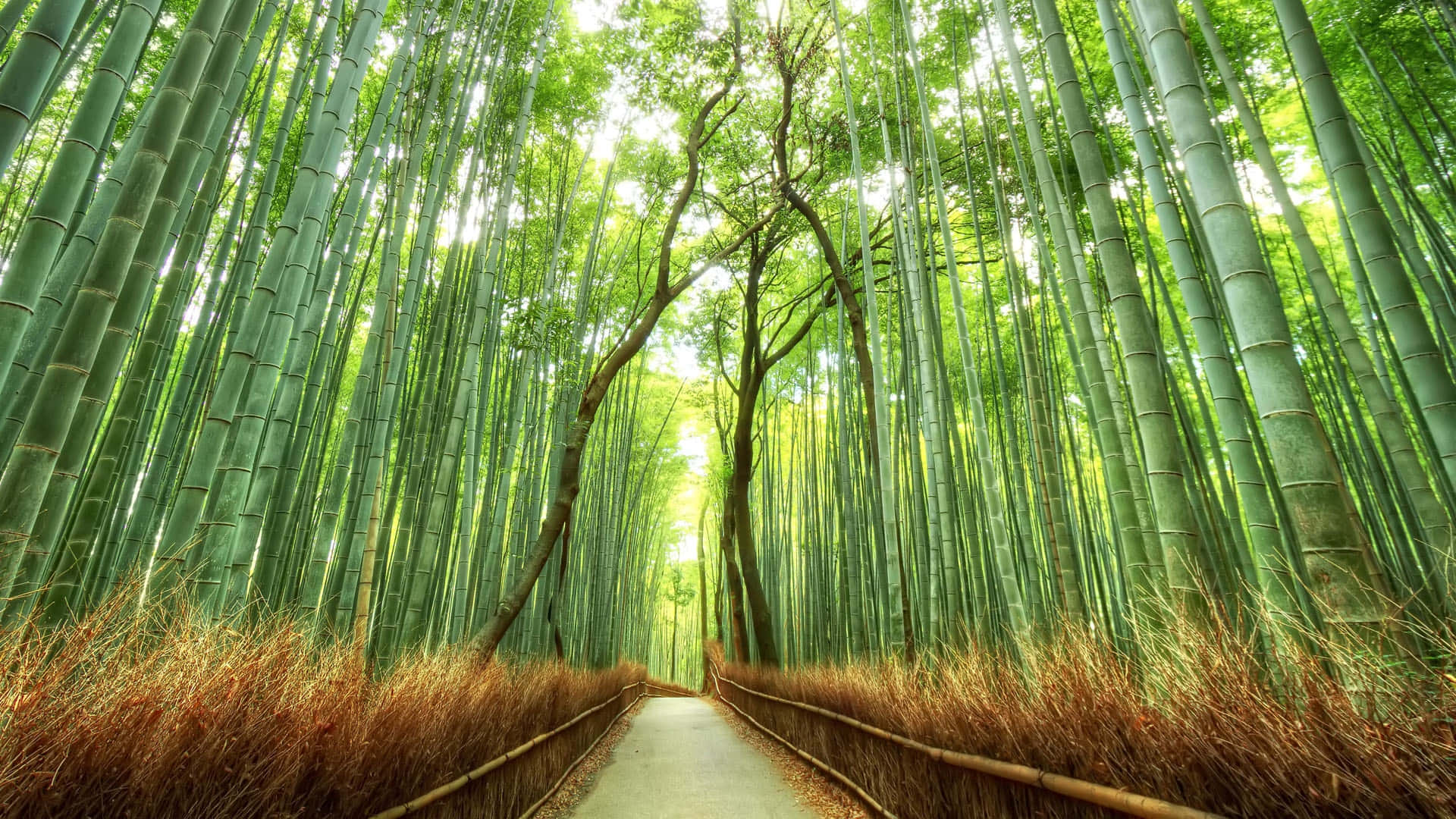 Japanese Bamboo Forest Background