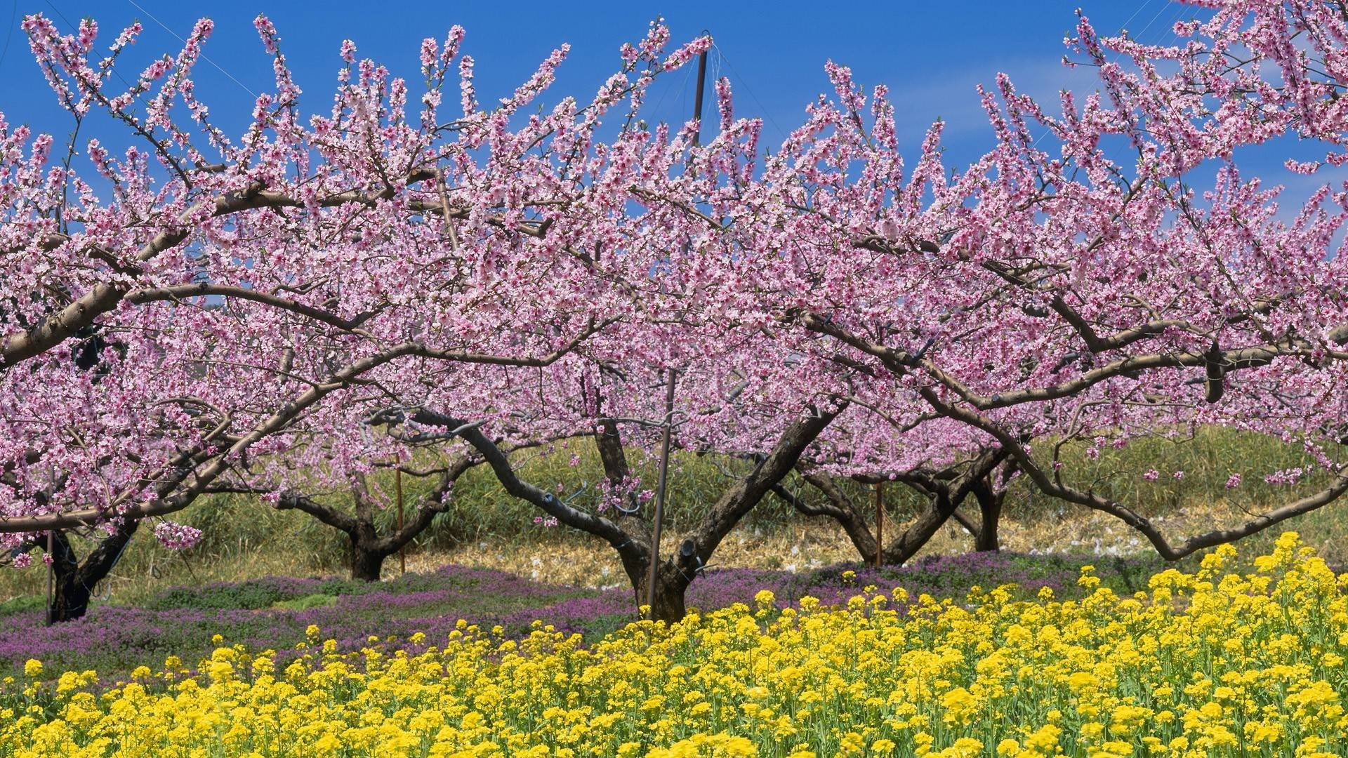 Japanese Cherry Blossom Tree Best Desktop Background