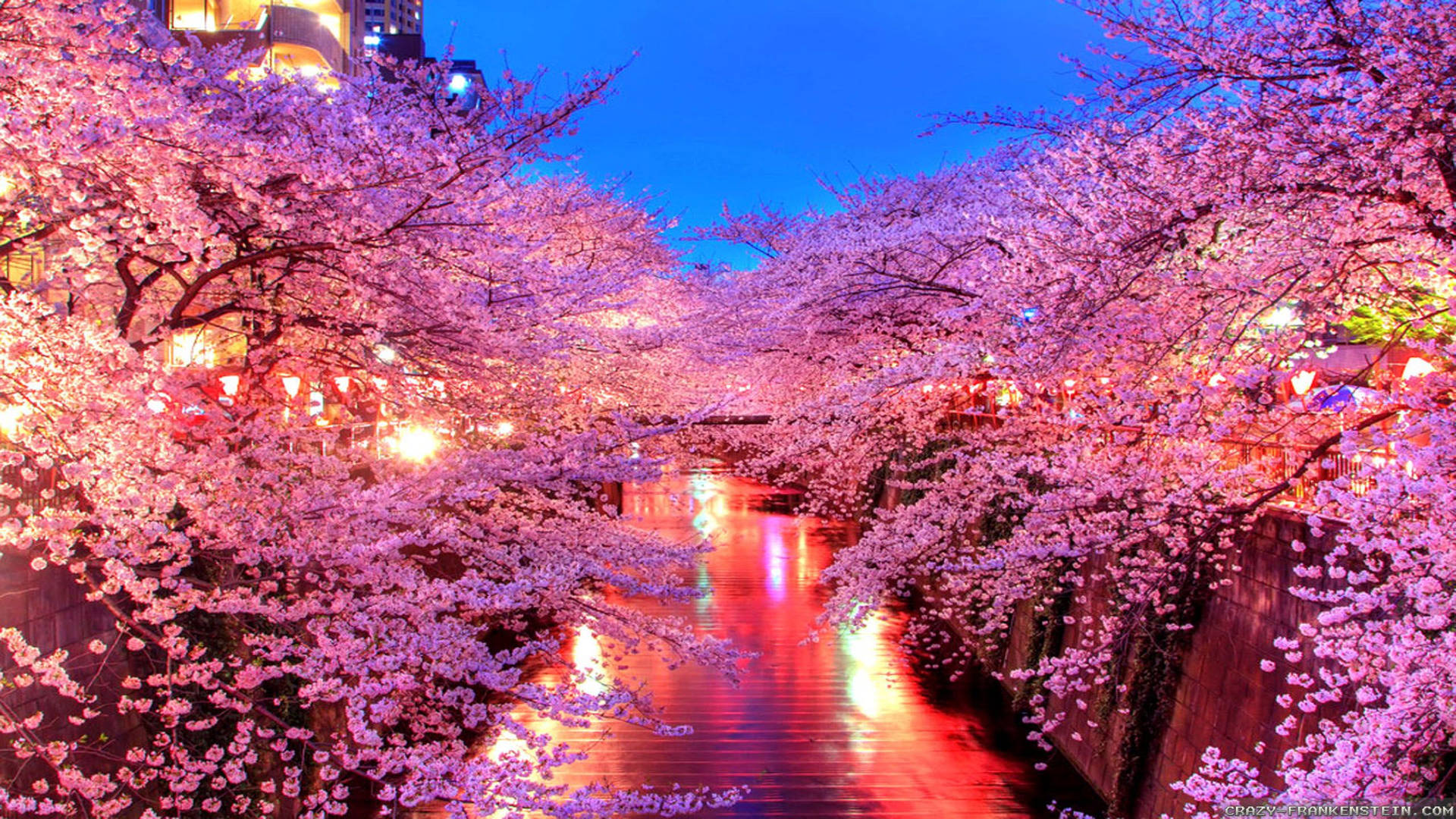 Japanese Cherry Blossoms Background