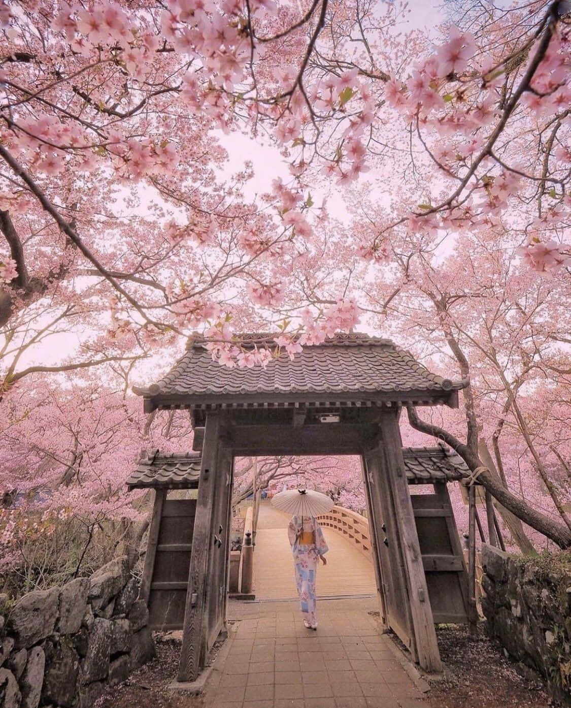 Japanese Gate Pink Blossom Background