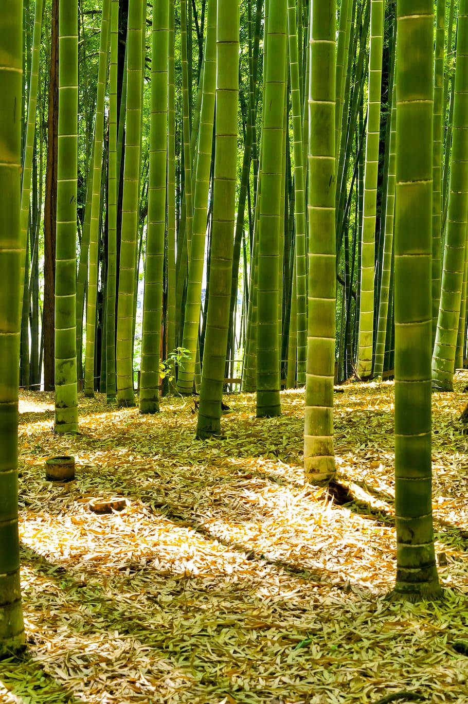 Japanese Green Bamboo 4k Forest Background