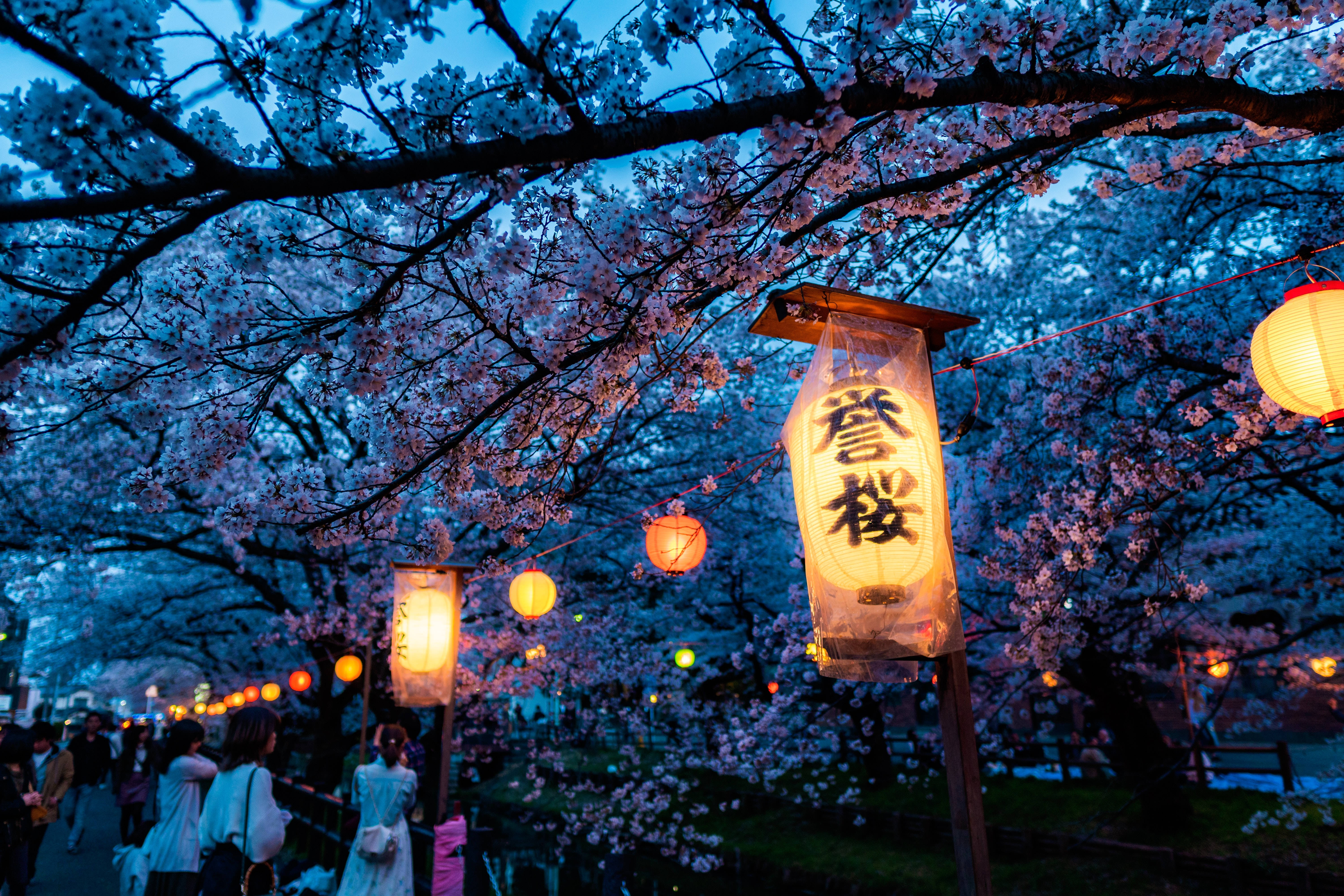 Japanese Hd Cherry Blossom And Lanterns Background