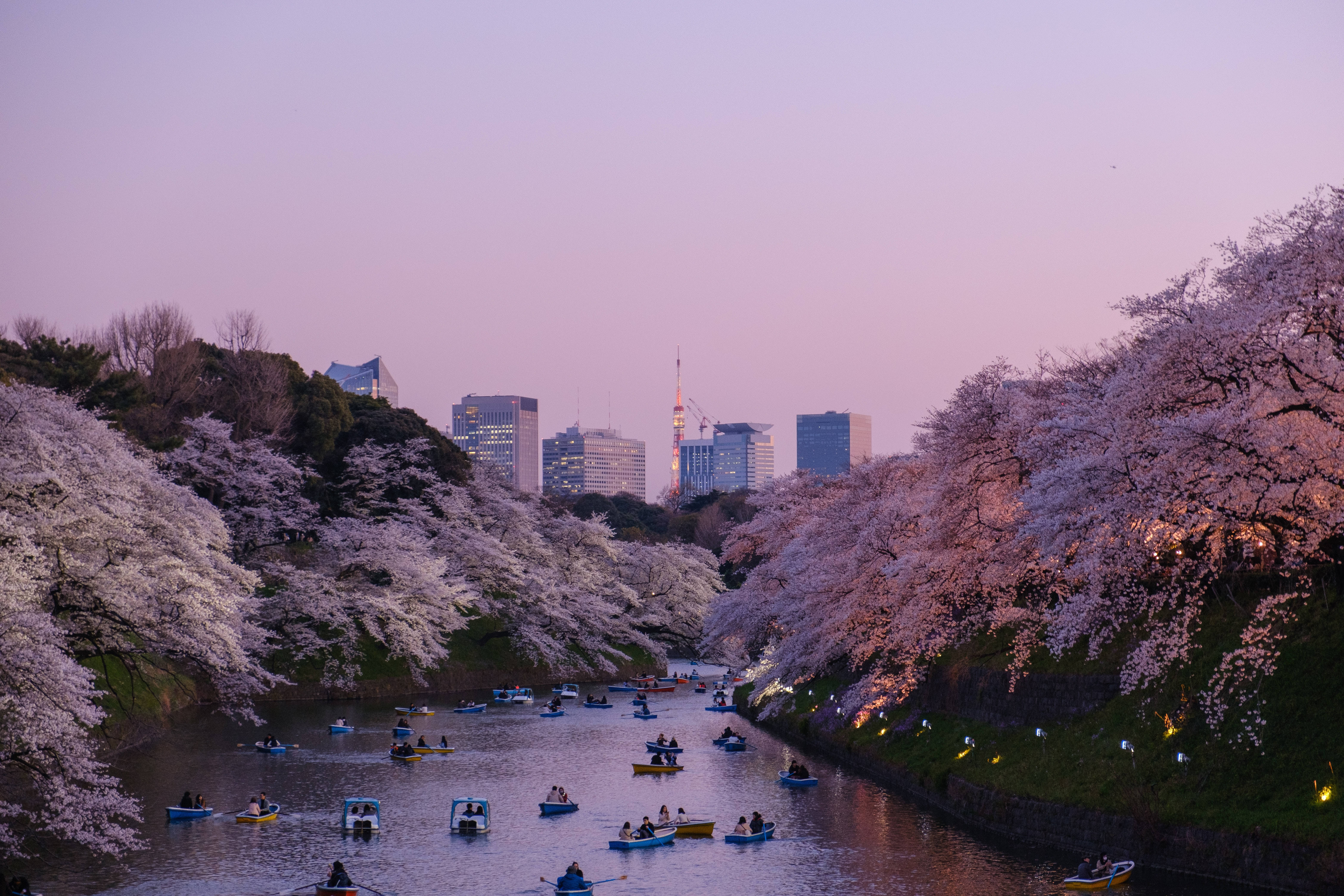 Japanese Hd Chidorigafuchi Moat And Cherry Blossoms Background