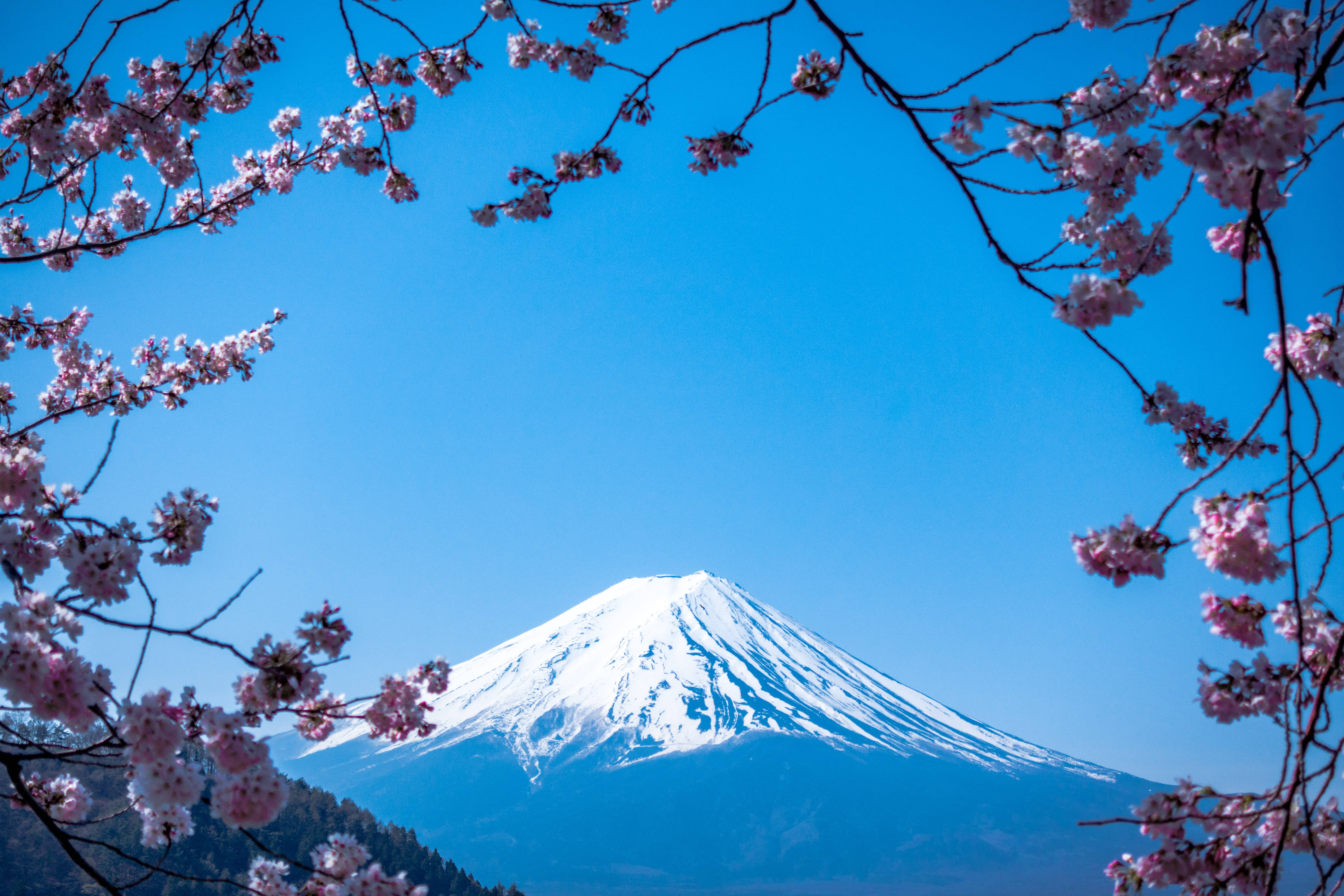 Japanese Hd Mount Fuji And Sakura Blossoms Background