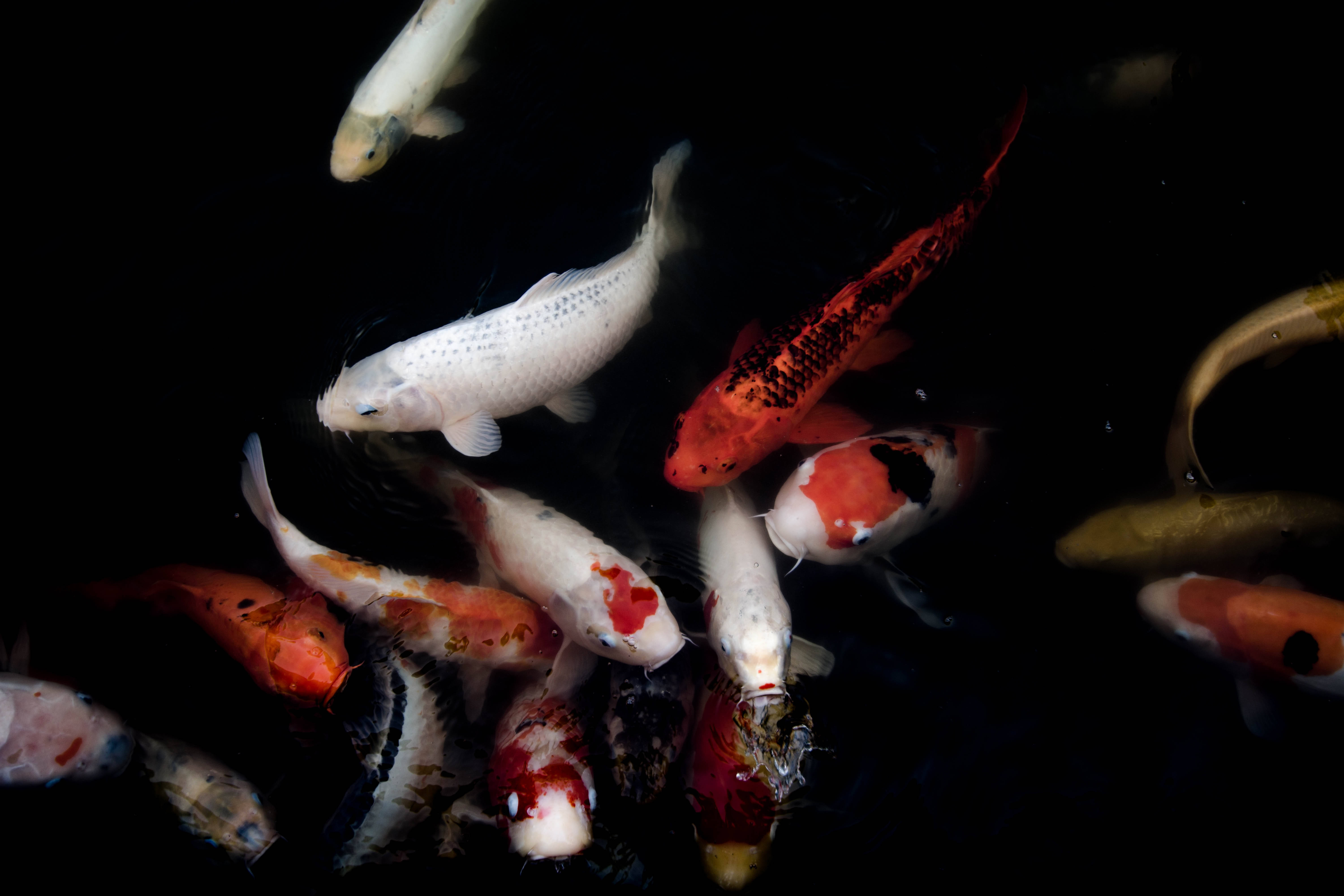 Japanese Hd Orange And White Koi Fishes Background