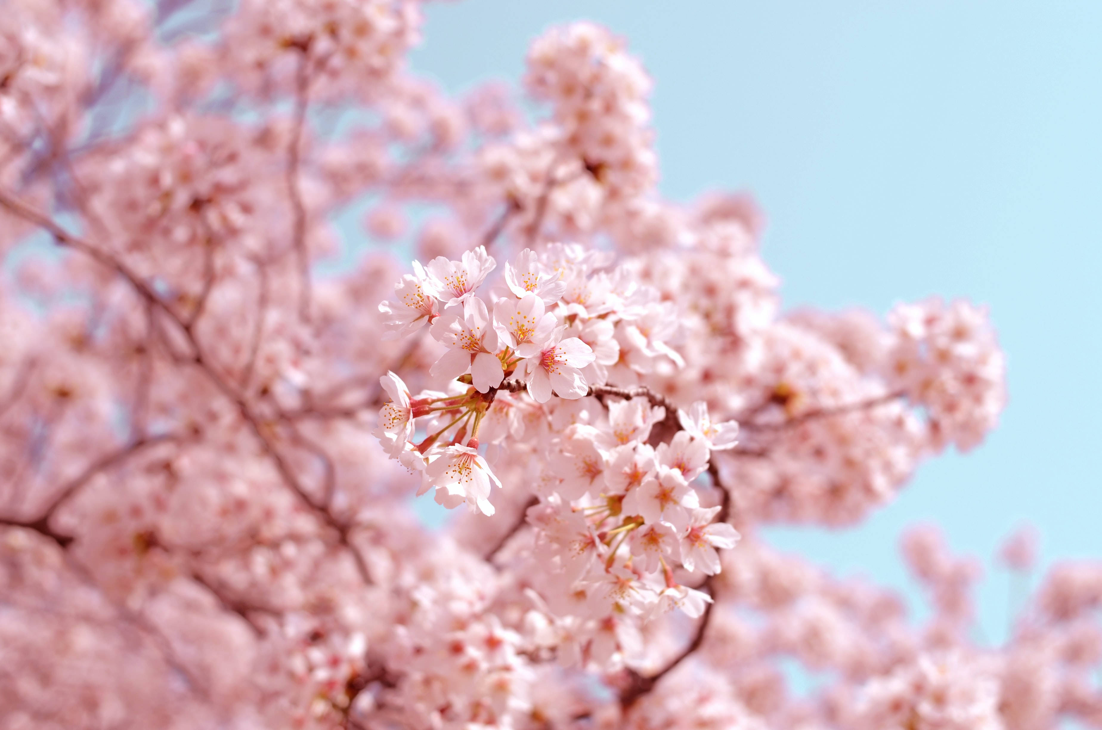 Japanese Hd Pink Cherry Blossoms Background
