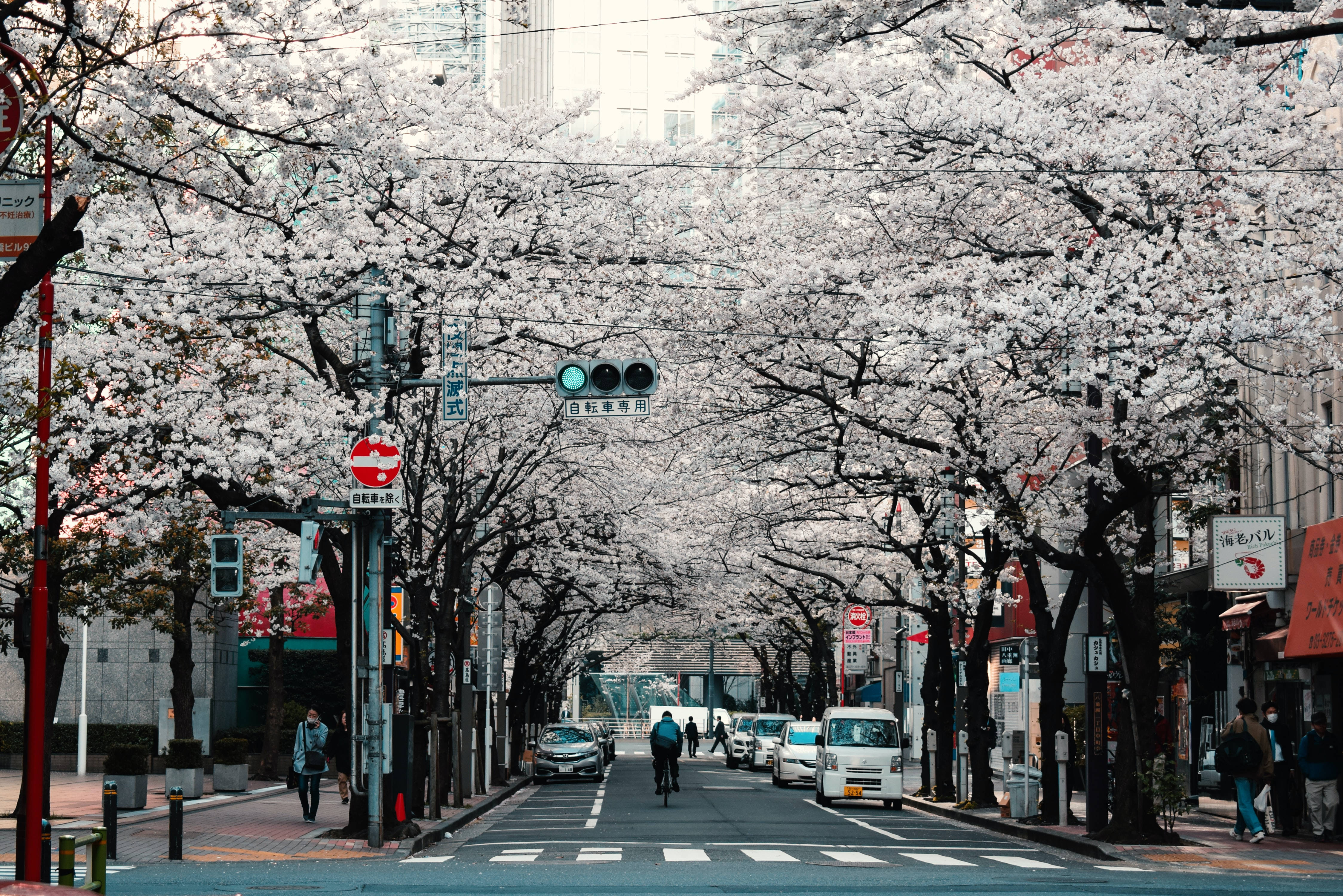 Japanese Hd Tokyo Street Sakura Trees Background