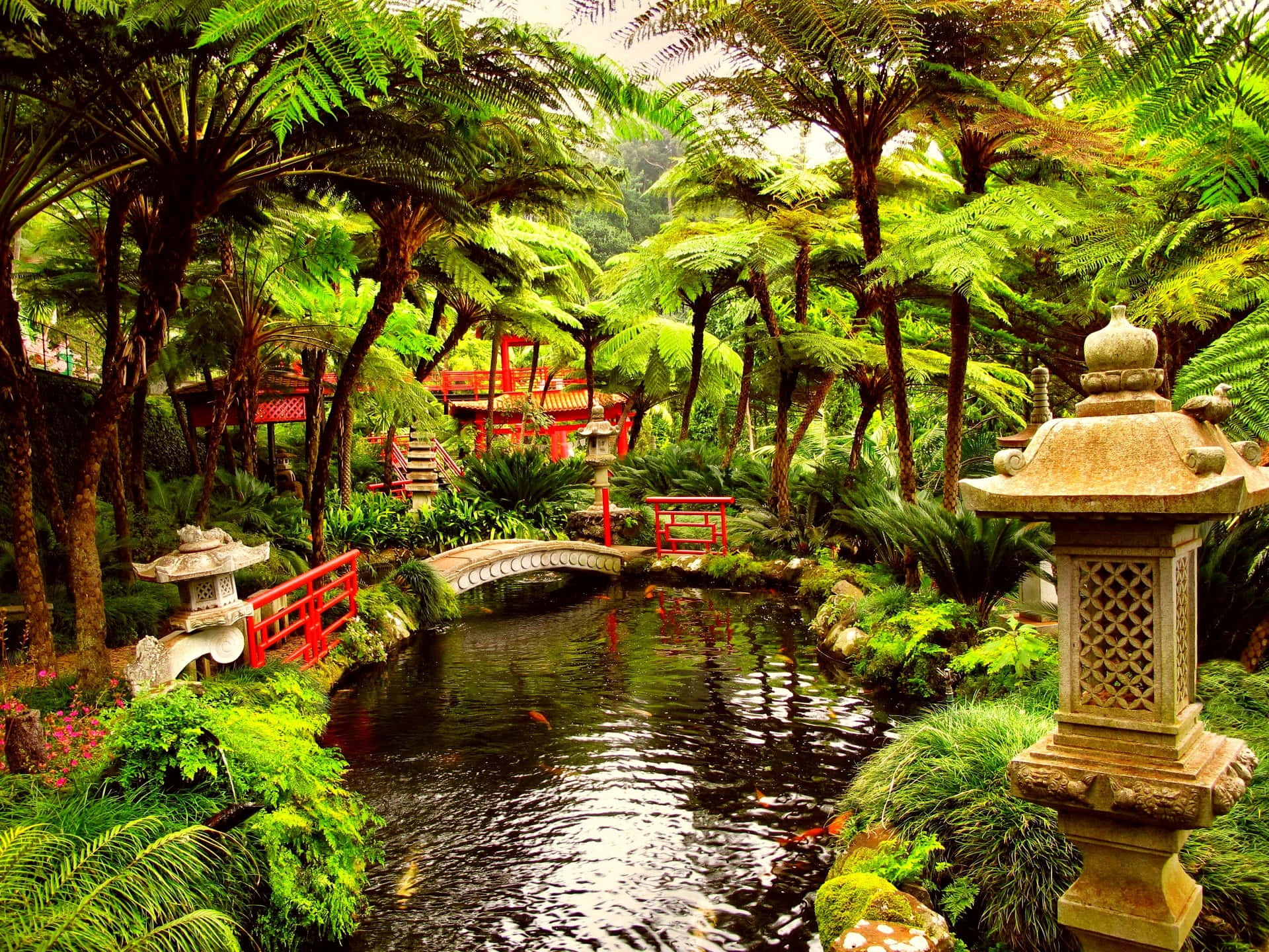 Japanese Inspired Koi Pond Desktop Background