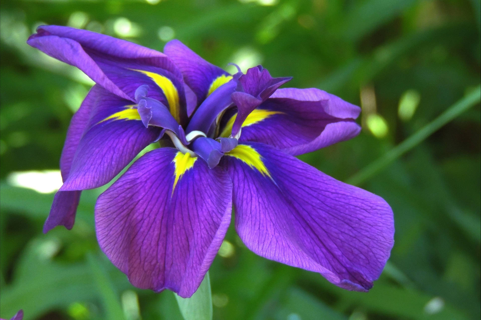 Japanese Iris Flower Background