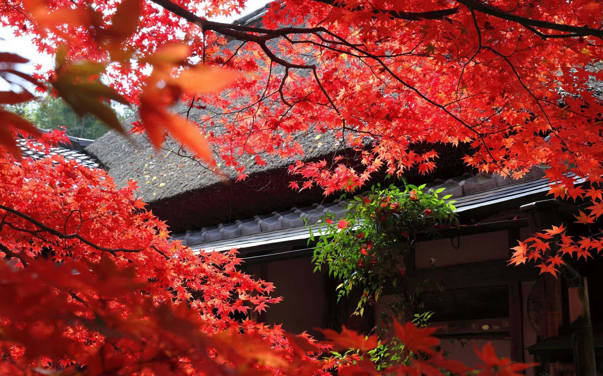 Japanese Laural Bonsai On A Green Desktop Background