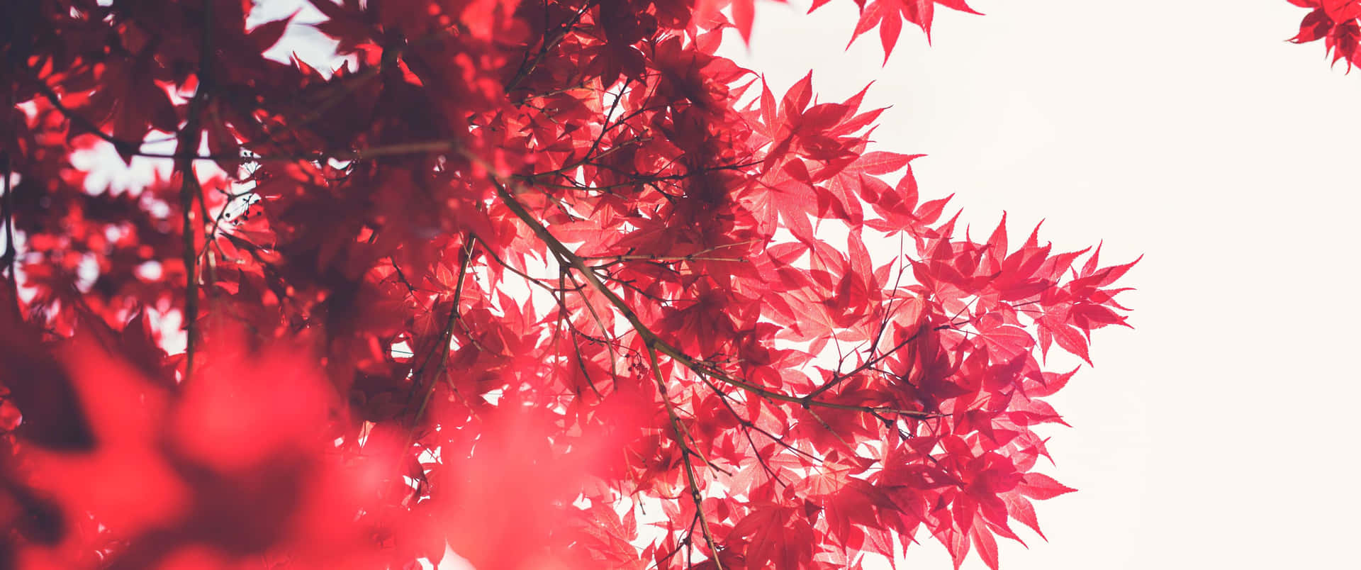 Japanese Maple Leaves Red Ultra Wide Hd