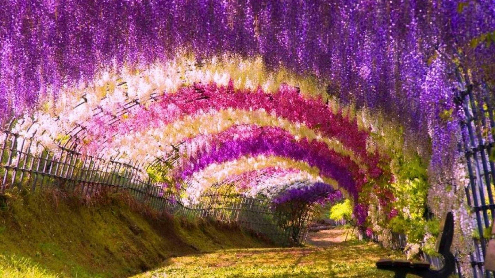 Japanese Nature Plant Tunnel