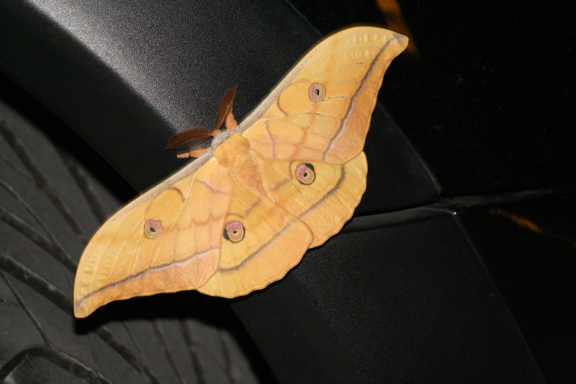 Japanese Oak Silkmoth Adult Background