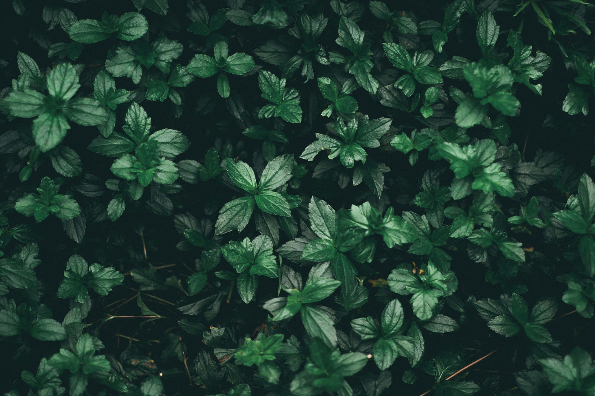 Japanese Pachysandra Green Plant Aesthetic Background