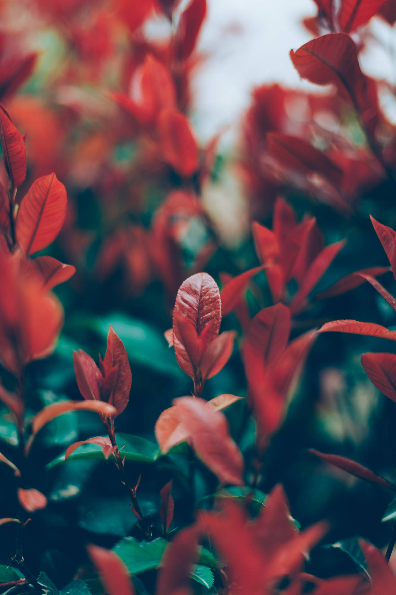 Japanese Photinia Flower Android Background