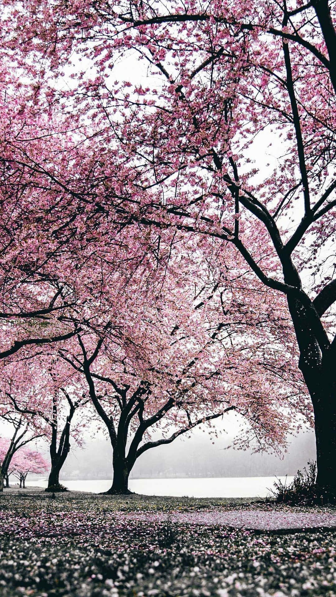 Japanese Pink Blossom Background